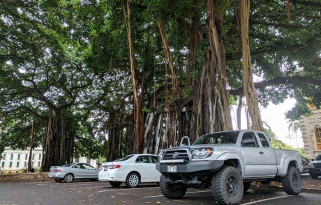 Truck under Banyan trees on Oahu