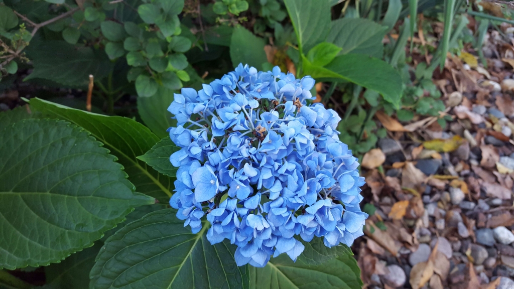 Blue hydrangea