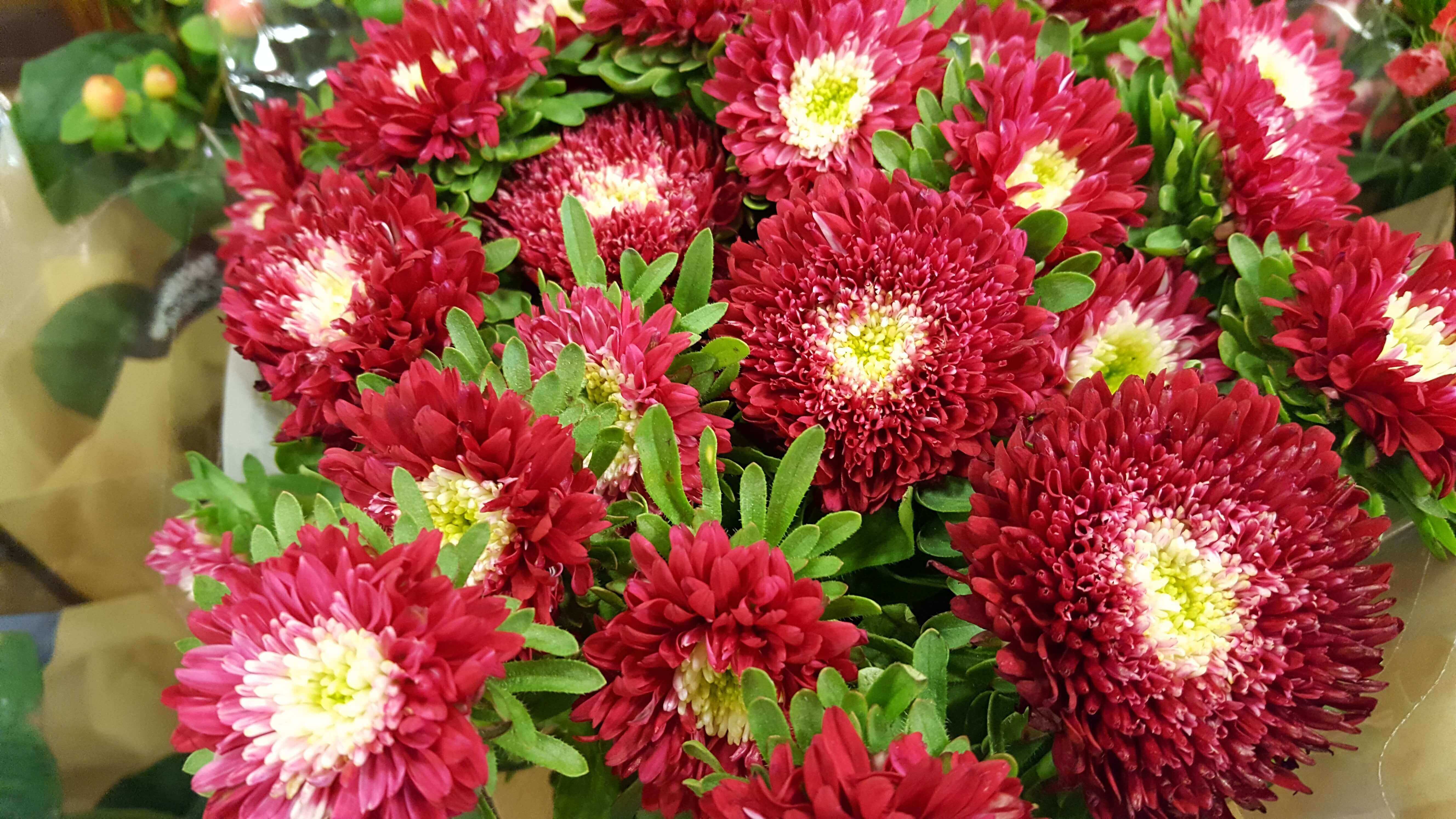 Red flowers with white middles