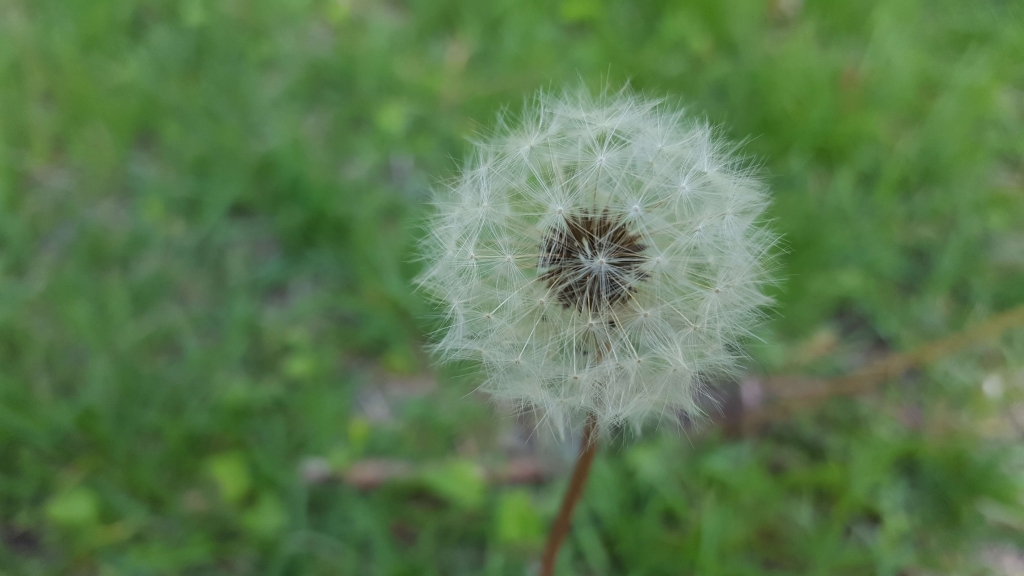 Dandelion fluff