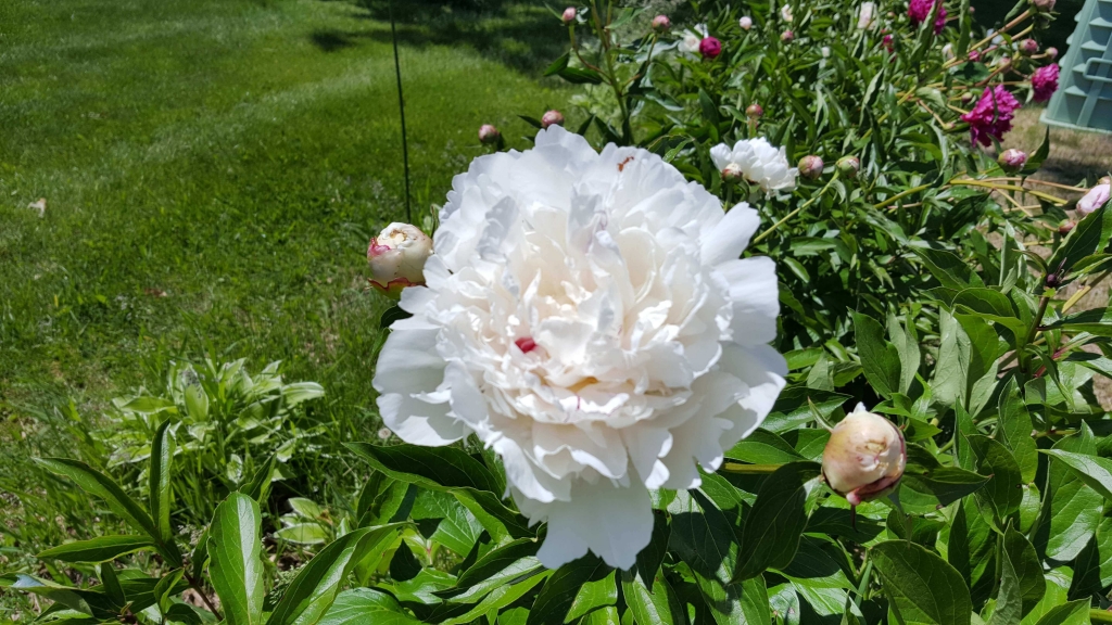 White peony