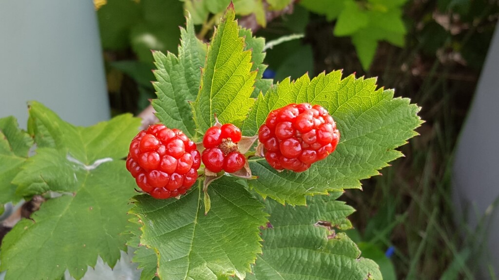 Raspberries