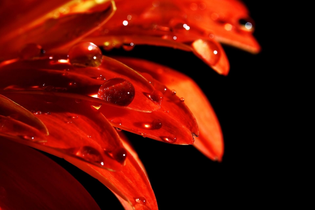 Water drops on red flower