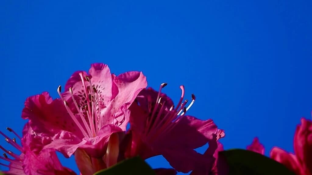 Vibrant blue sky with flower
