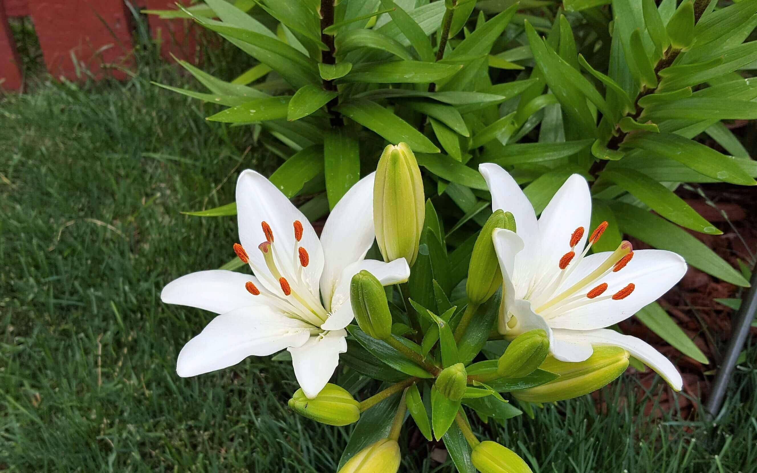 White lilies by red fence