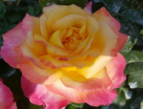 This cheery yellow post will make you feel bright and sunny!