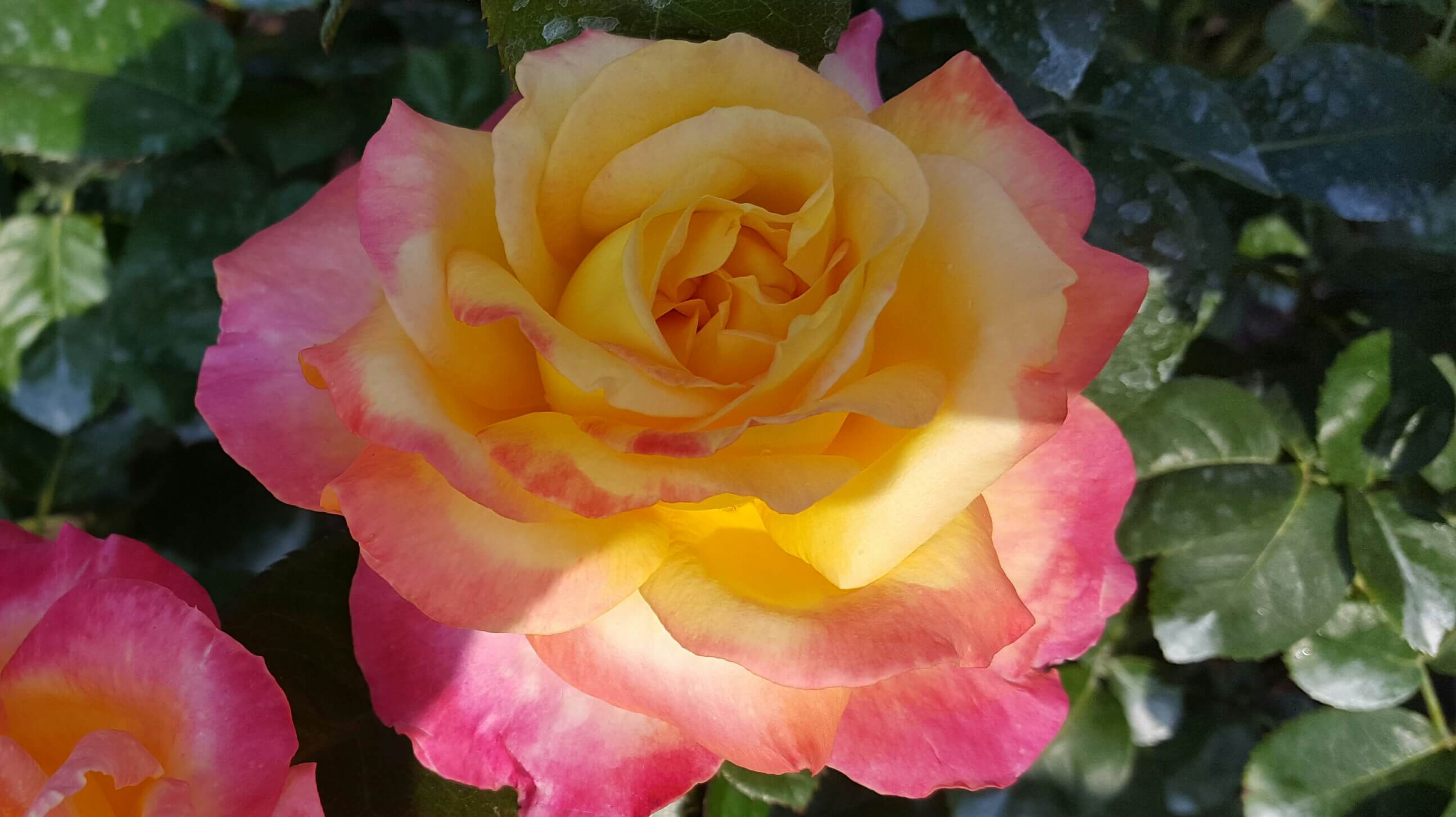 Yellow and pink rose