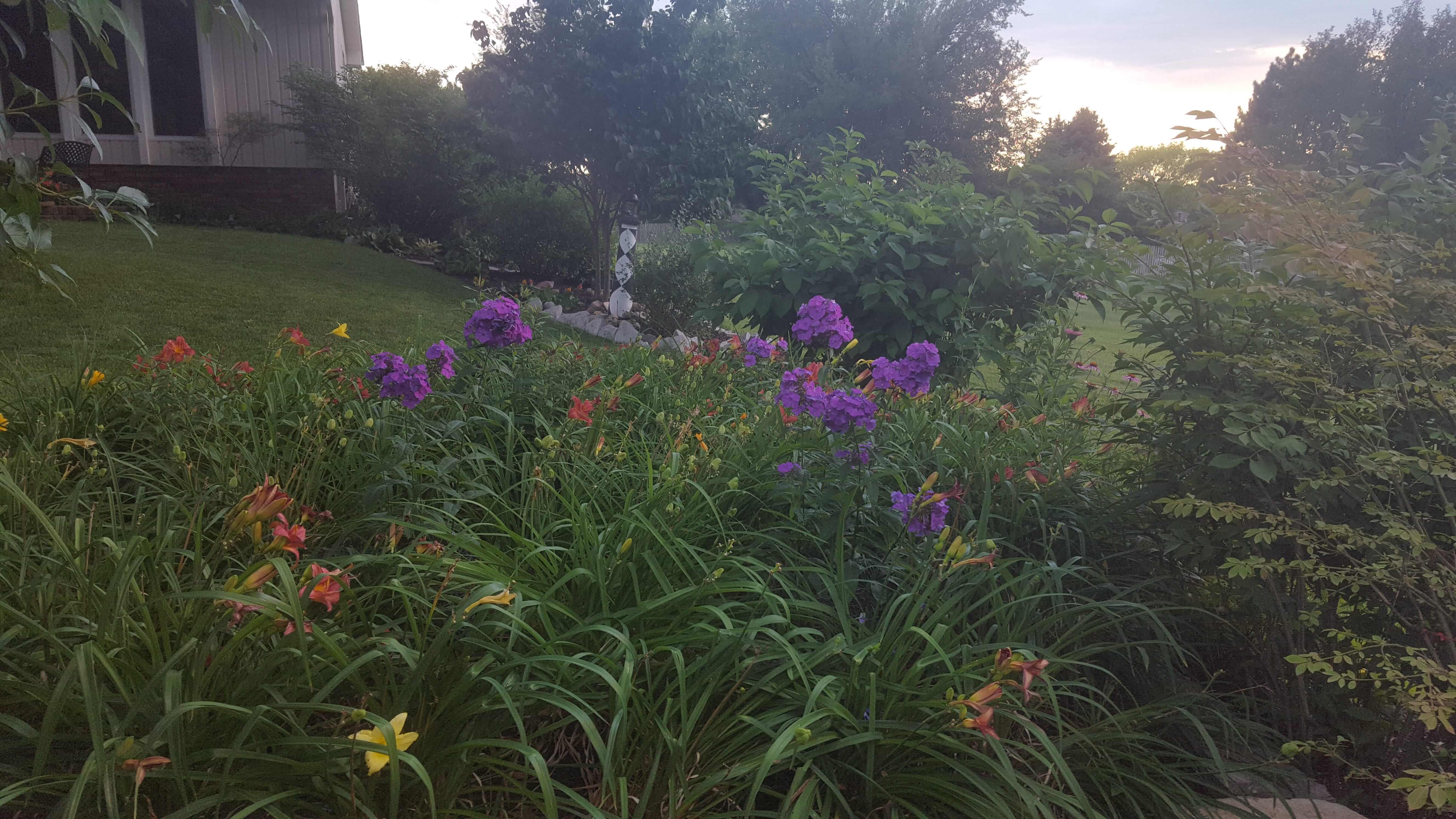 Flowers at dusk