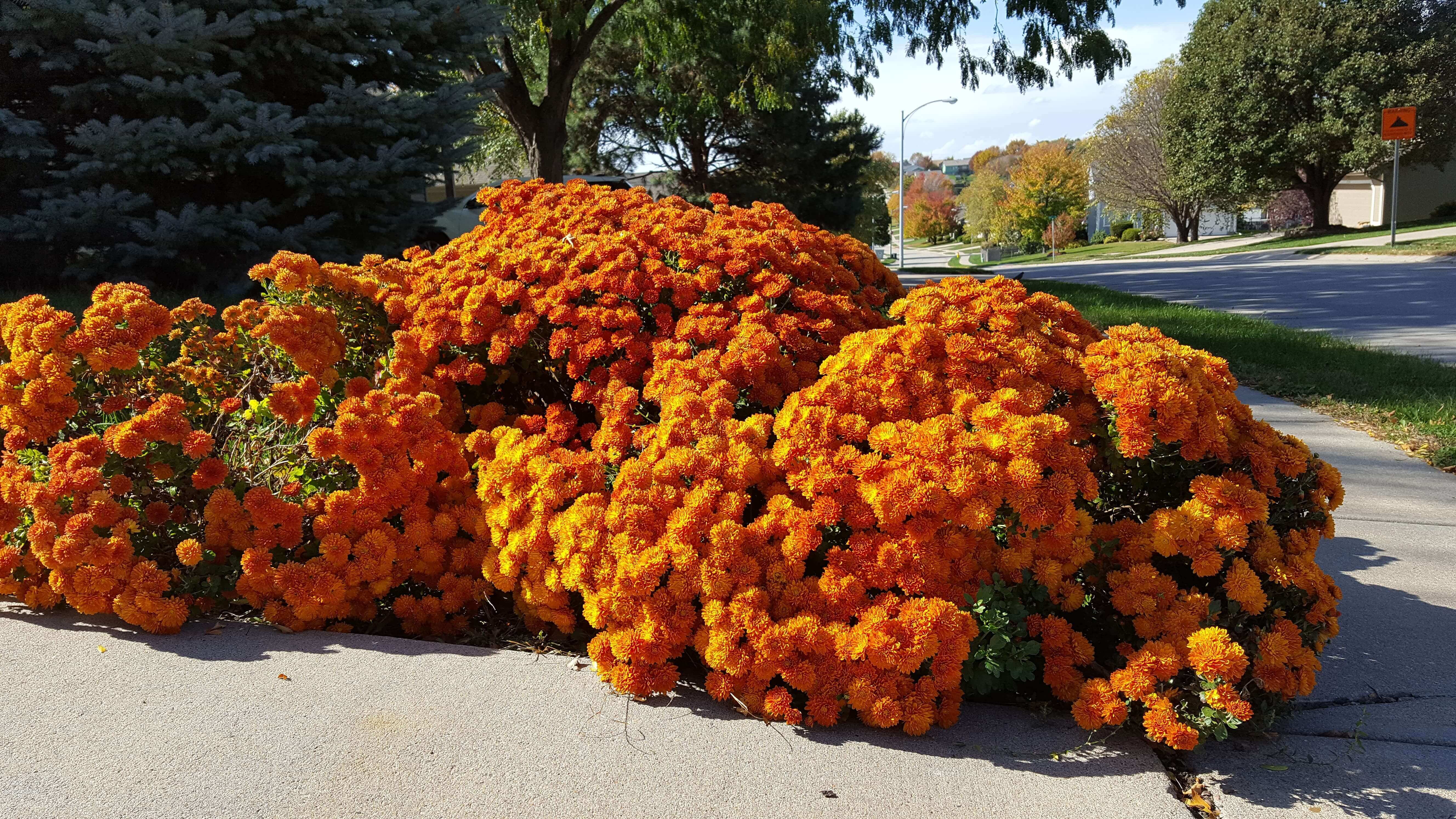 Awesome orange mums