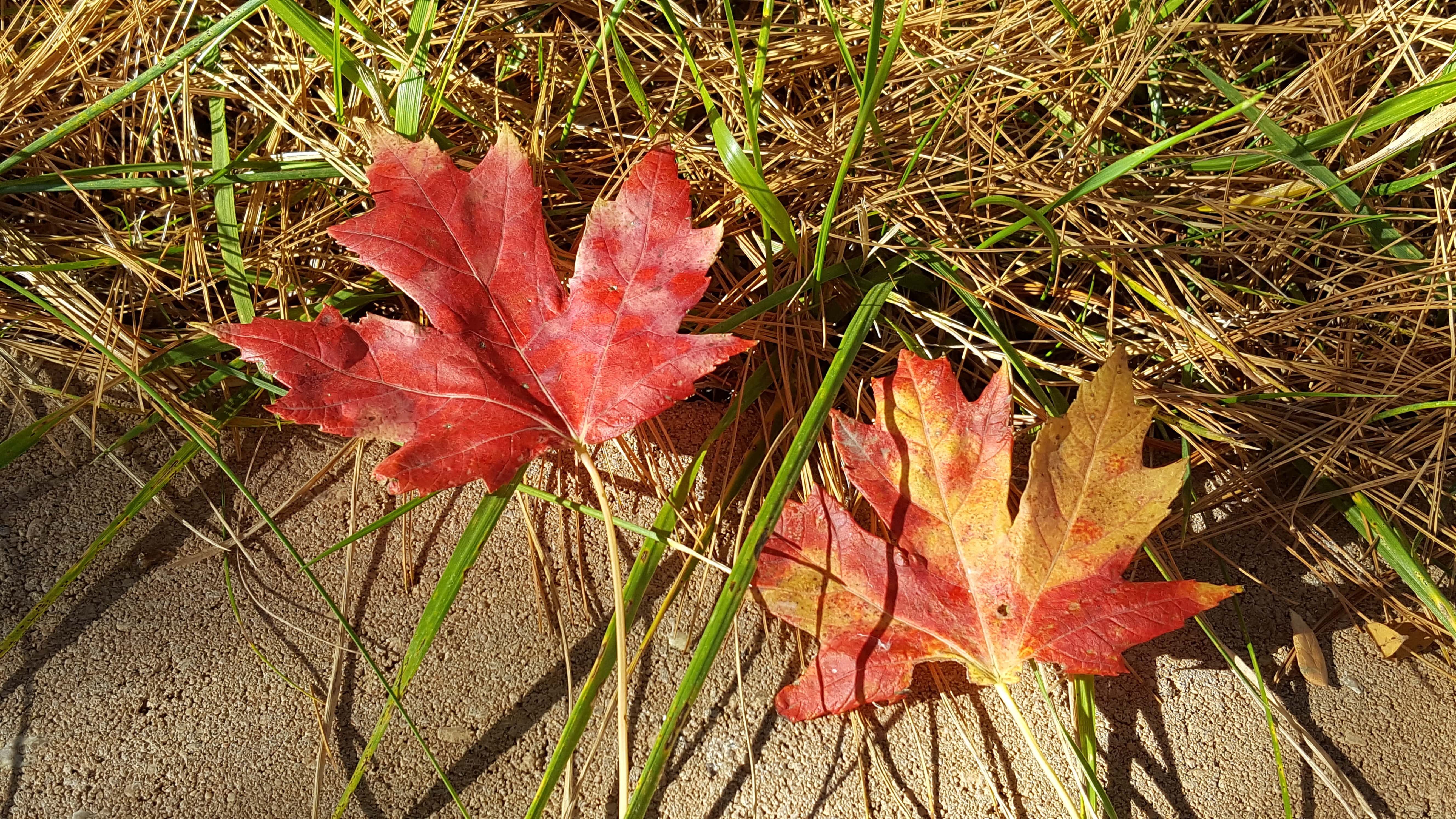 Sun lighting up gold and red leaves