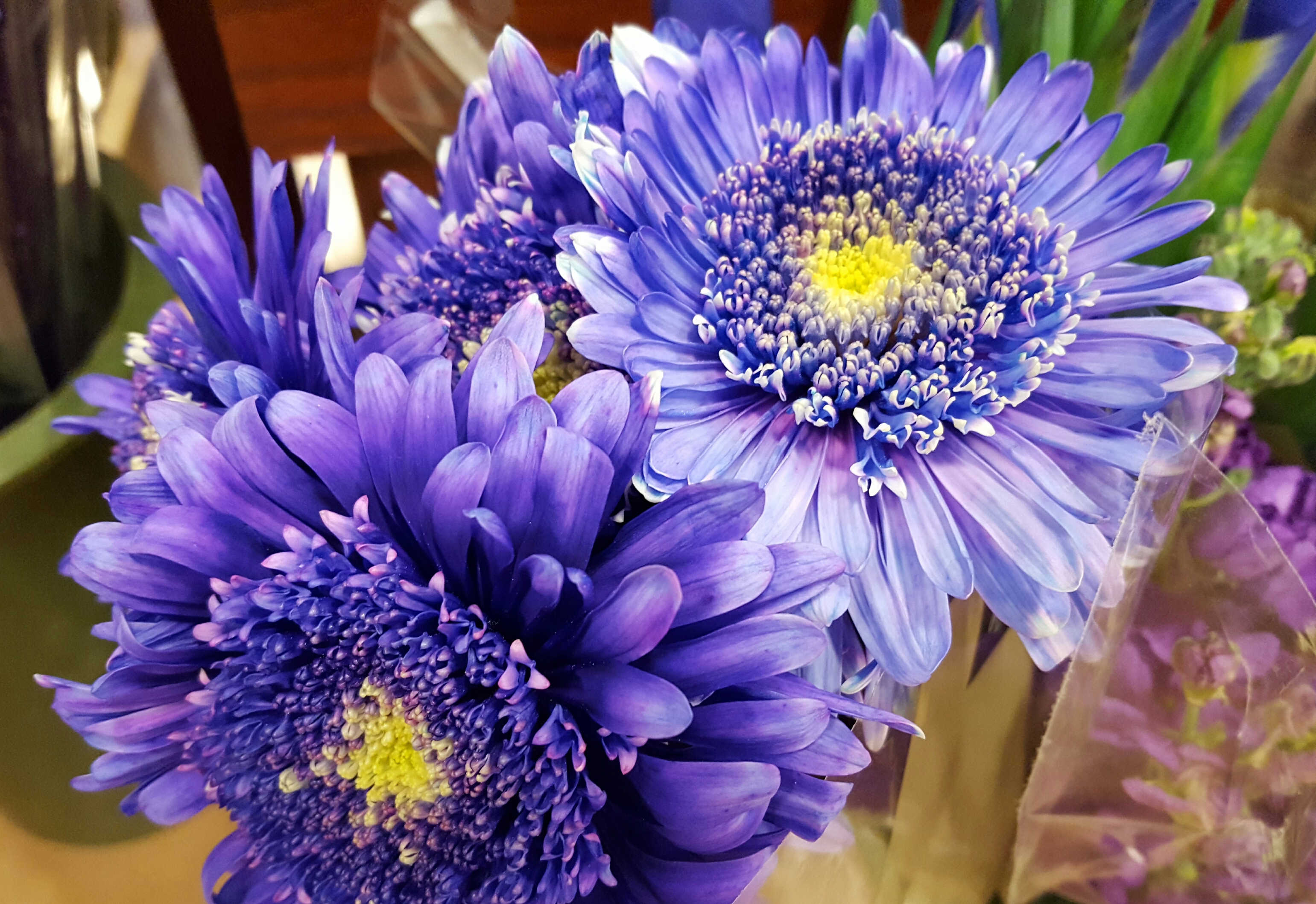 Beautiful purple flowers