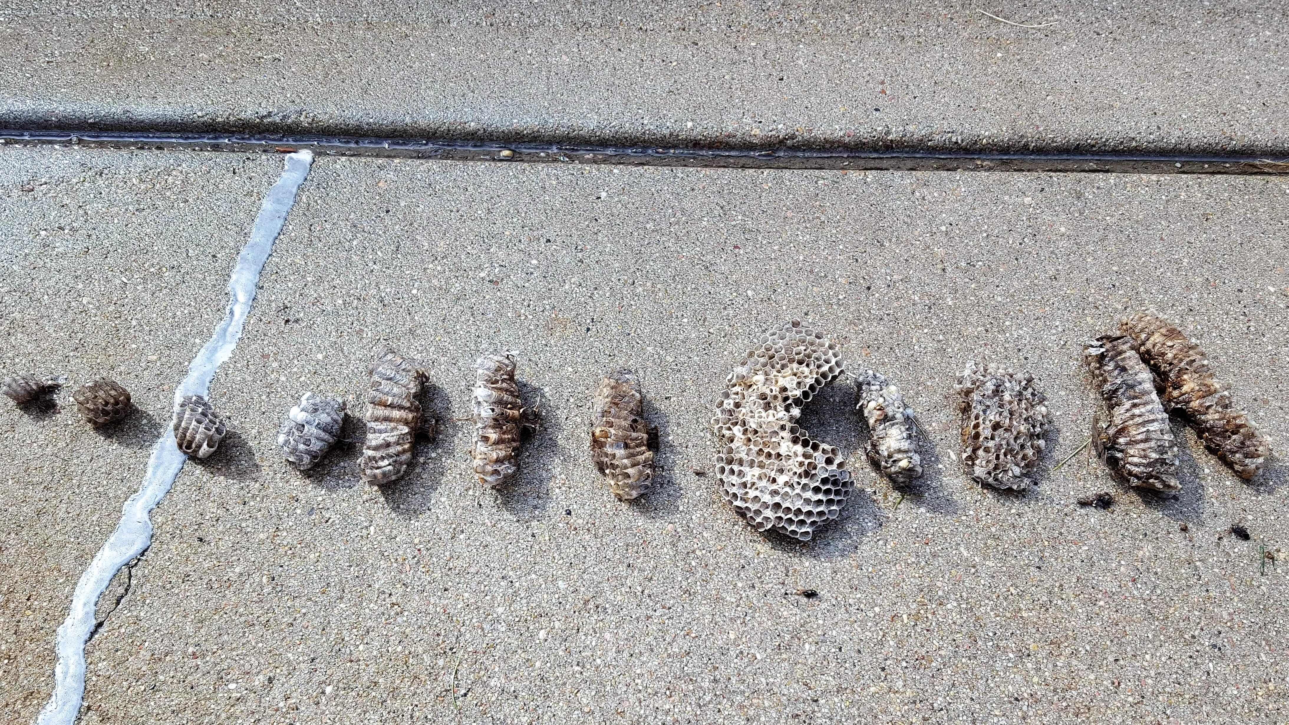 Dead wasp nests