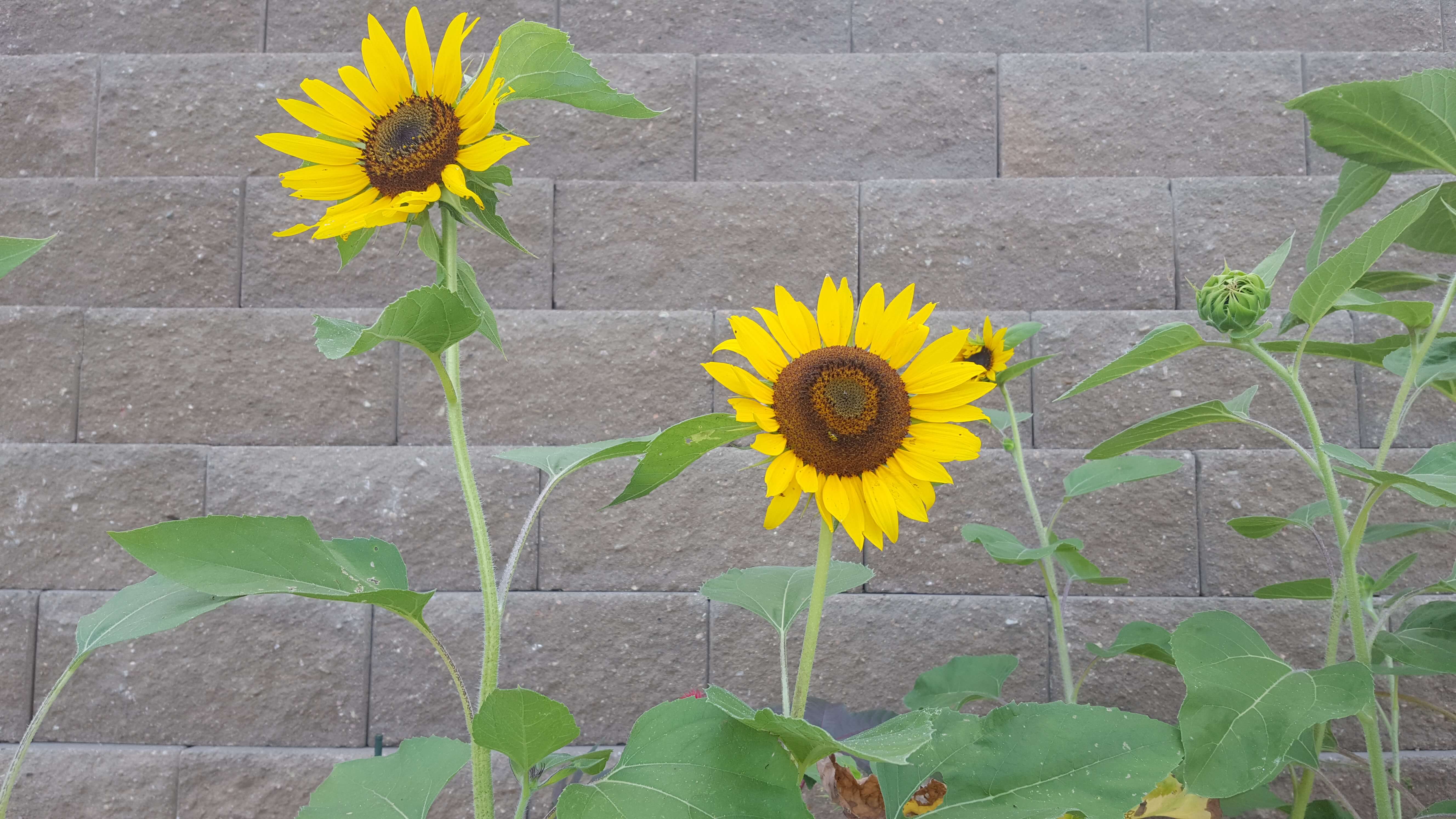 Sunflowers! Sunflowers!