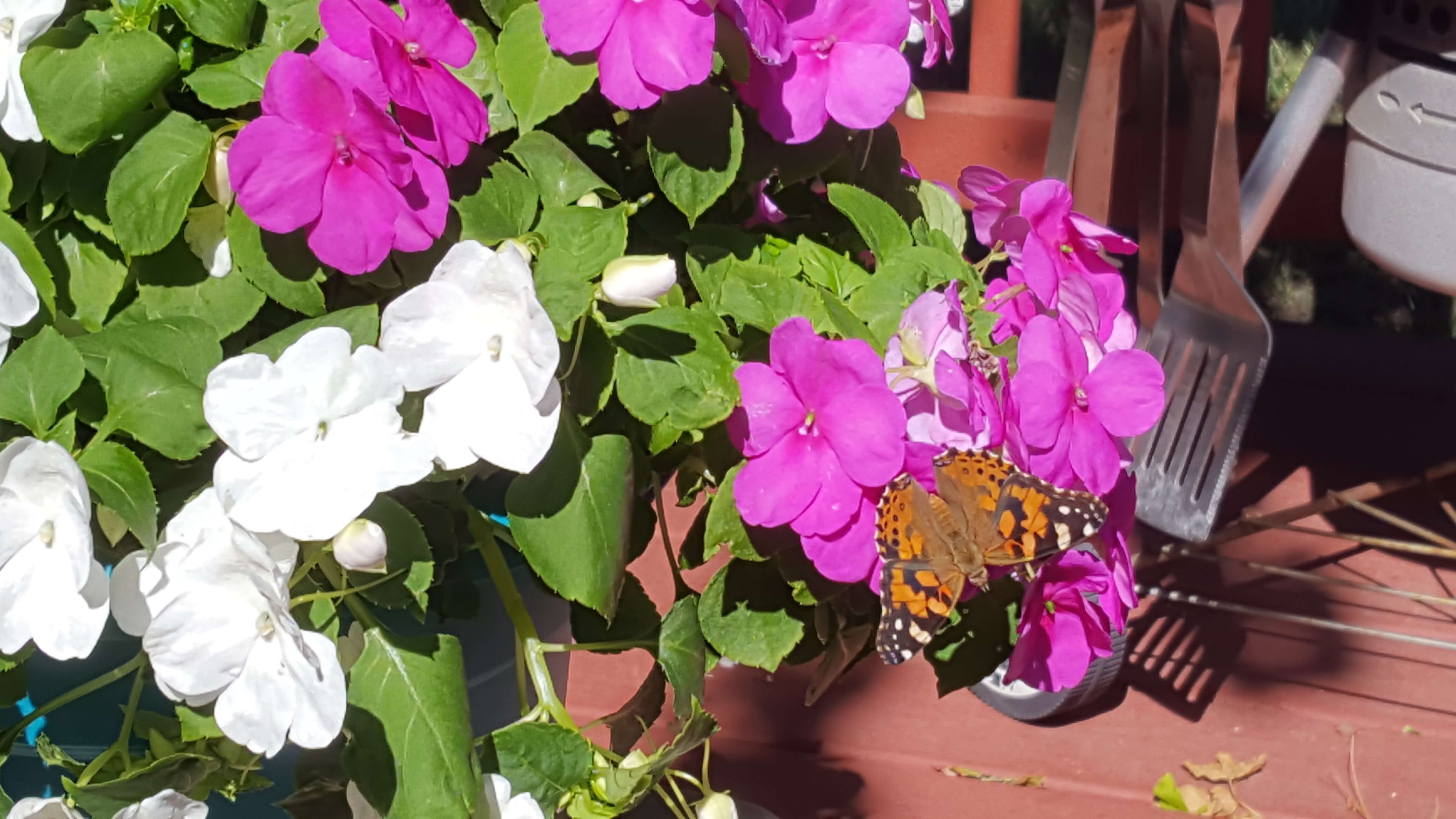 Butterfly on impatiens