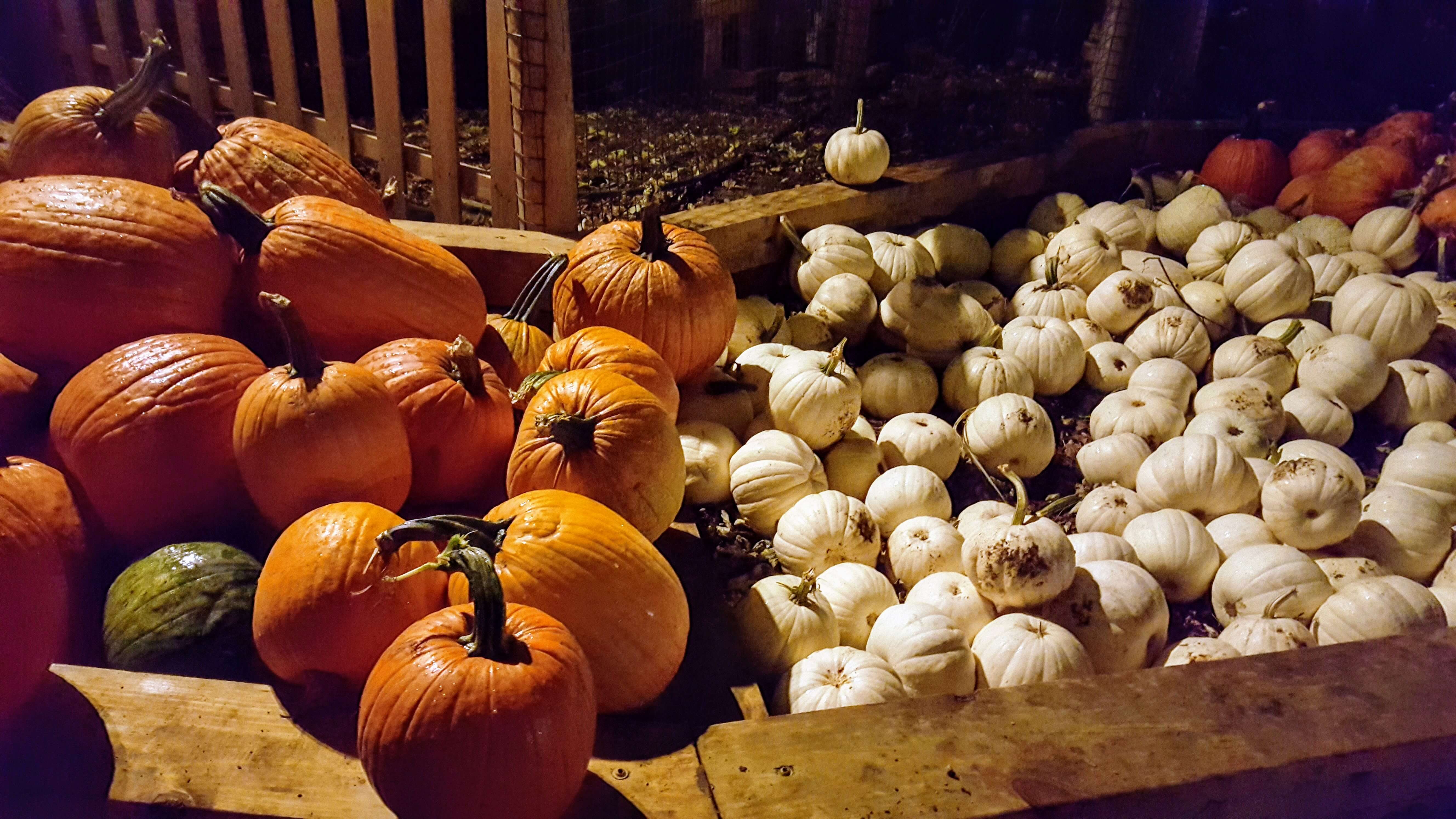 Orange and white pumpkins