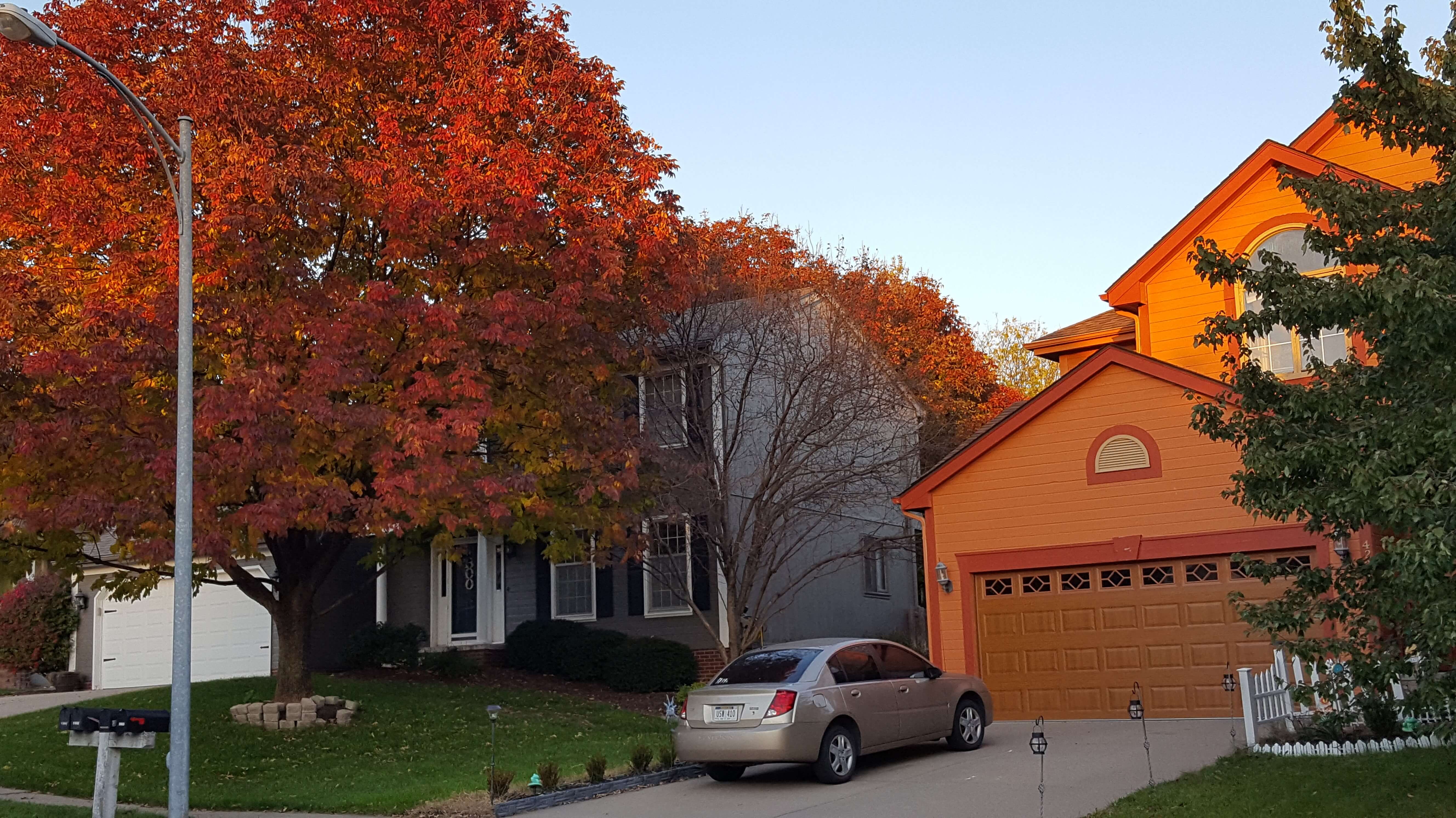Orange tree with orange house