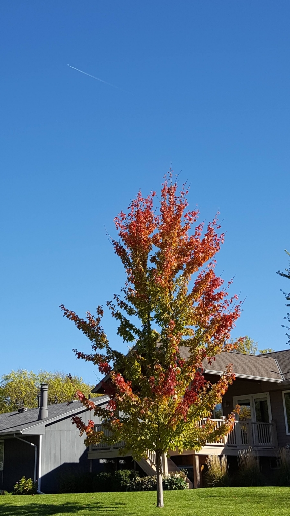 Colorful tree with vibrant blue sky and plane