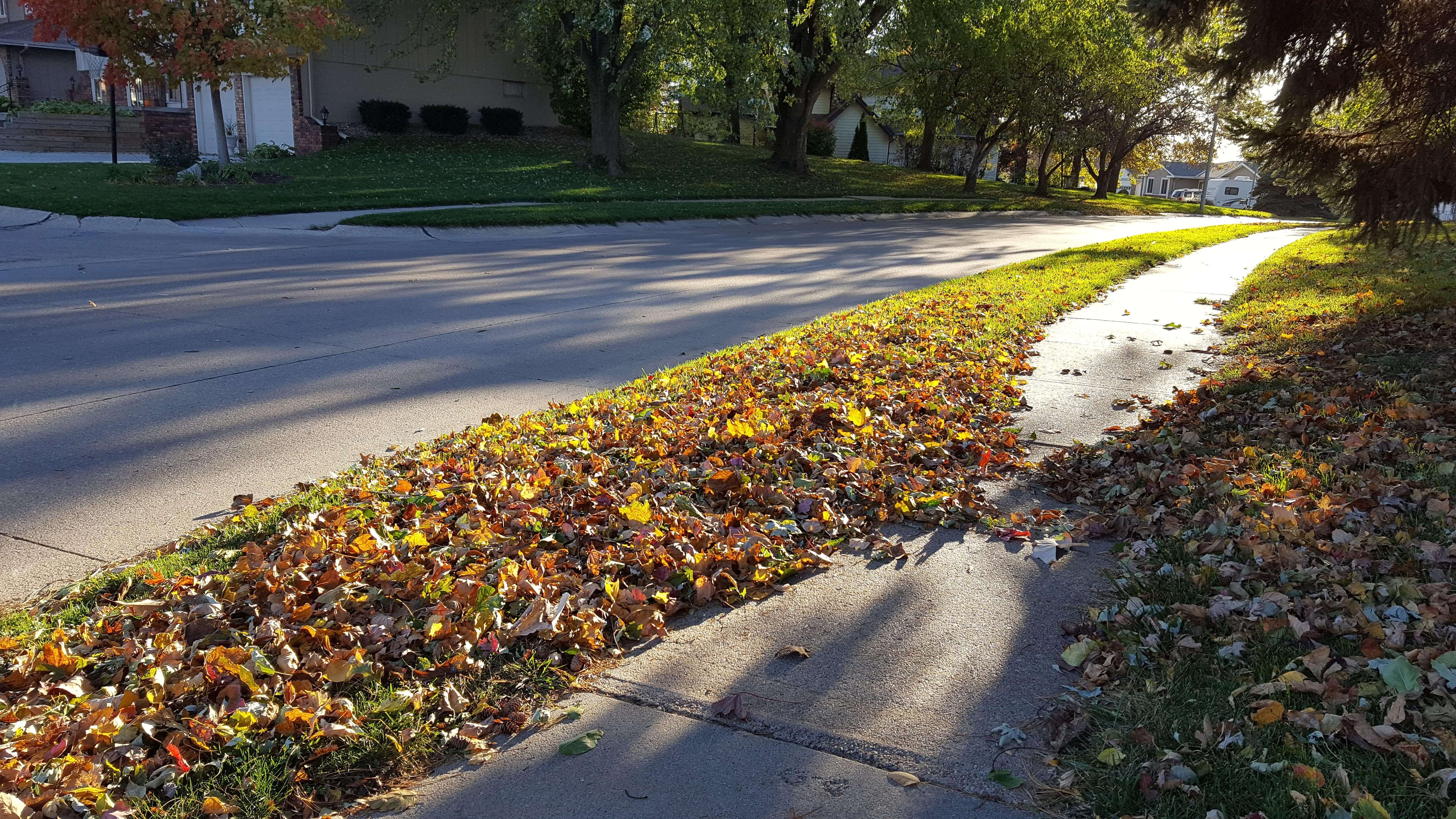 Colorful leaves on a sunny morning
