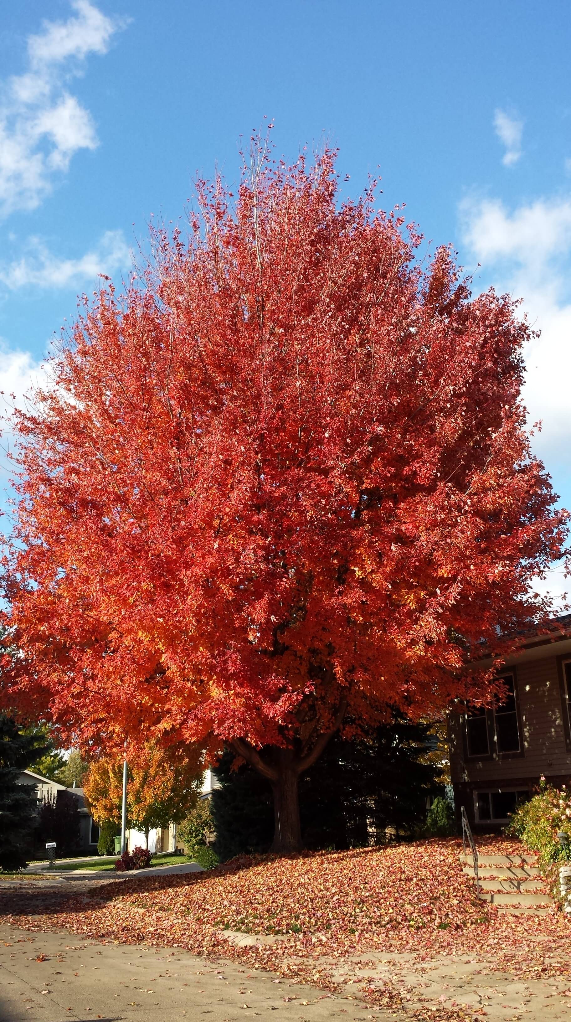 Red Maple tree with fallen leaves