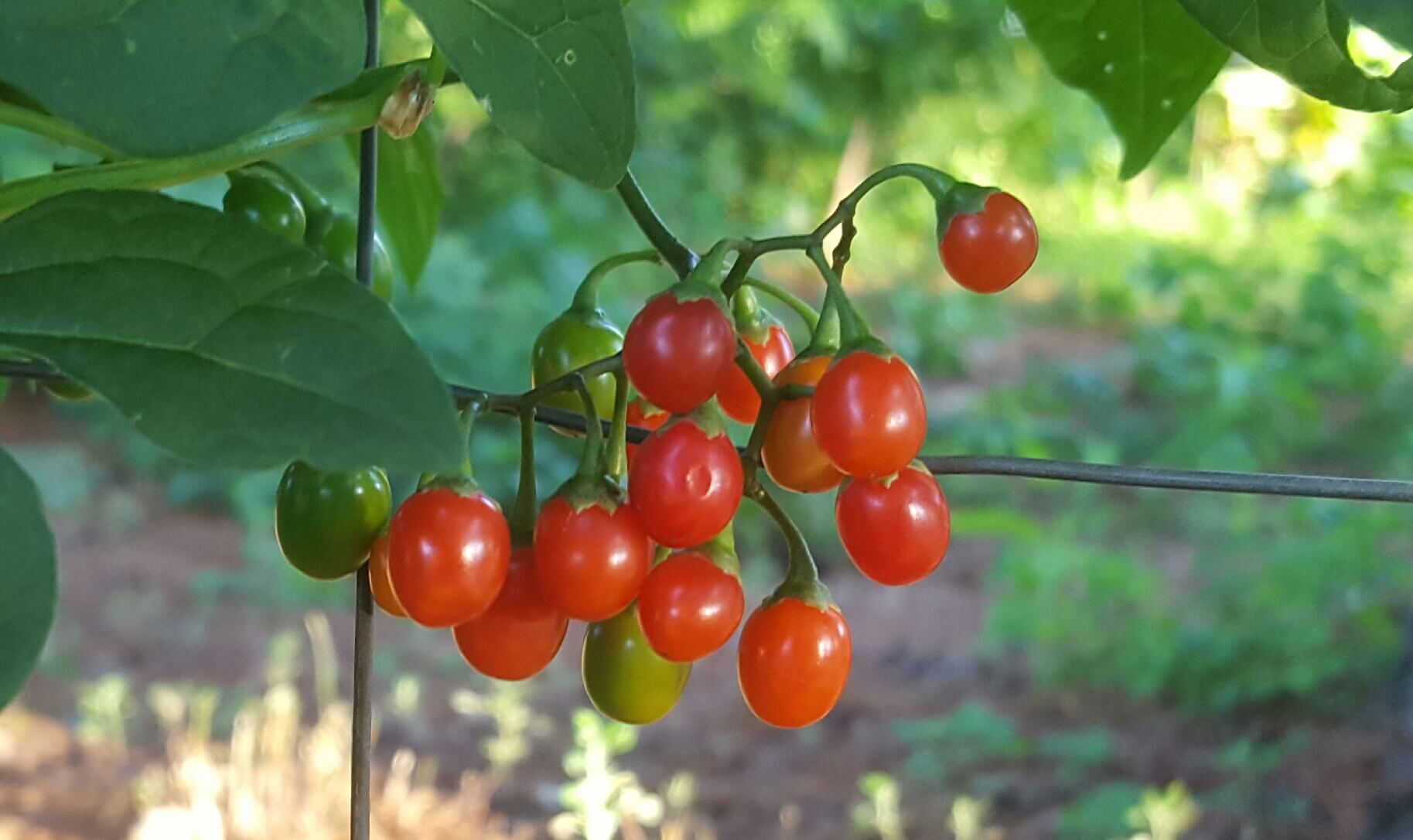 Tiny red berries