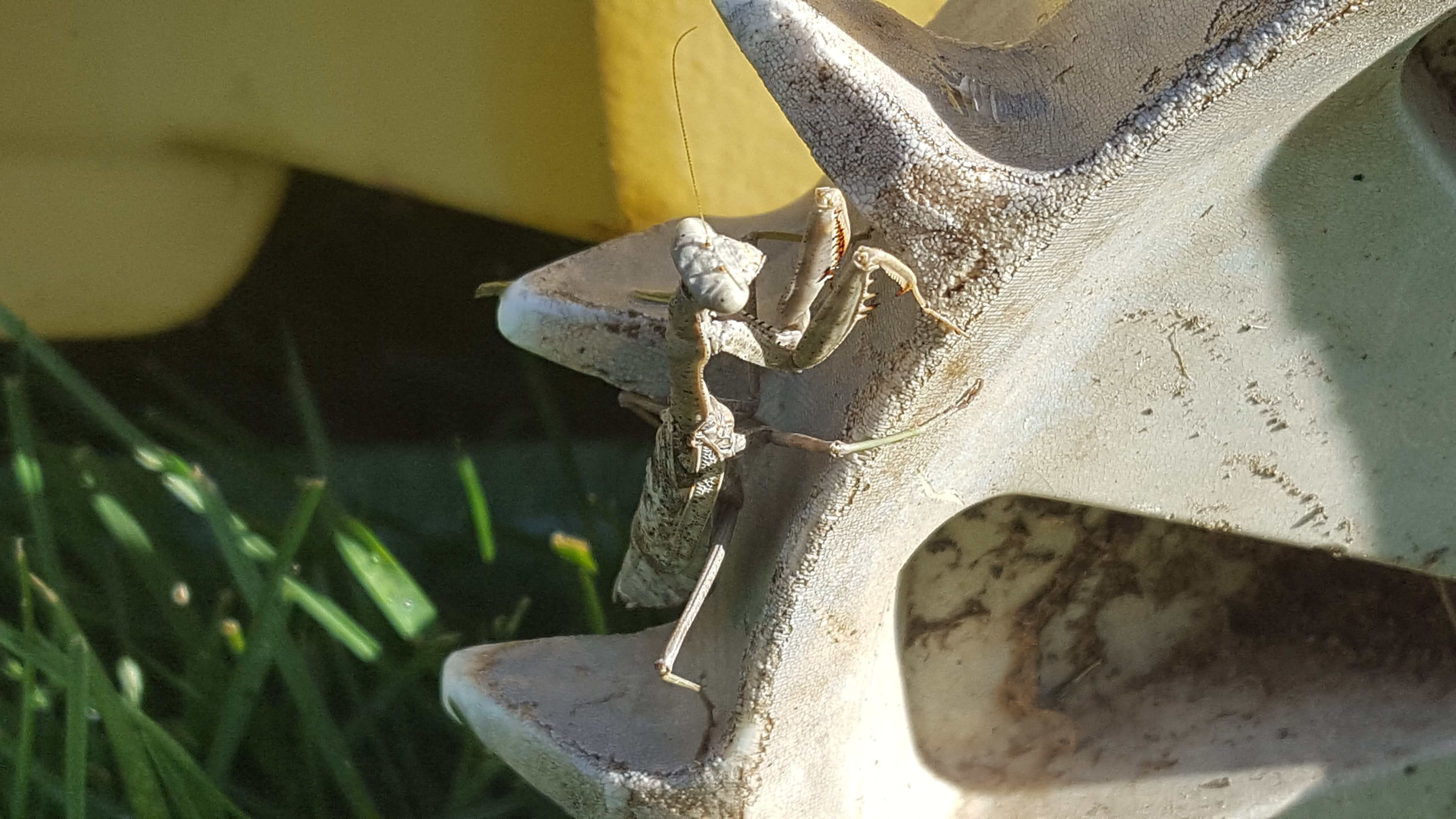 Insect on sprinkler wheel