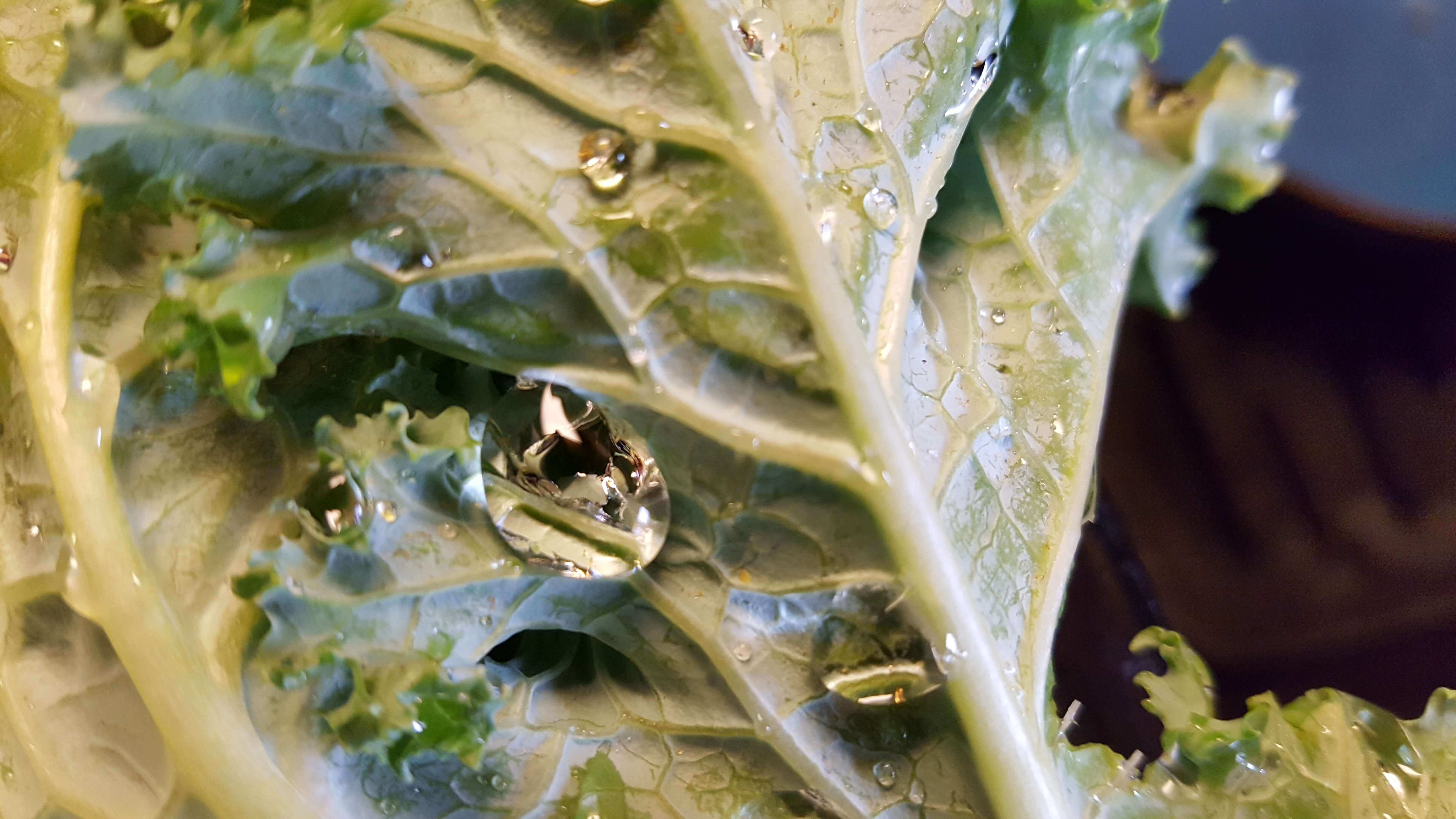 Water drop on kale