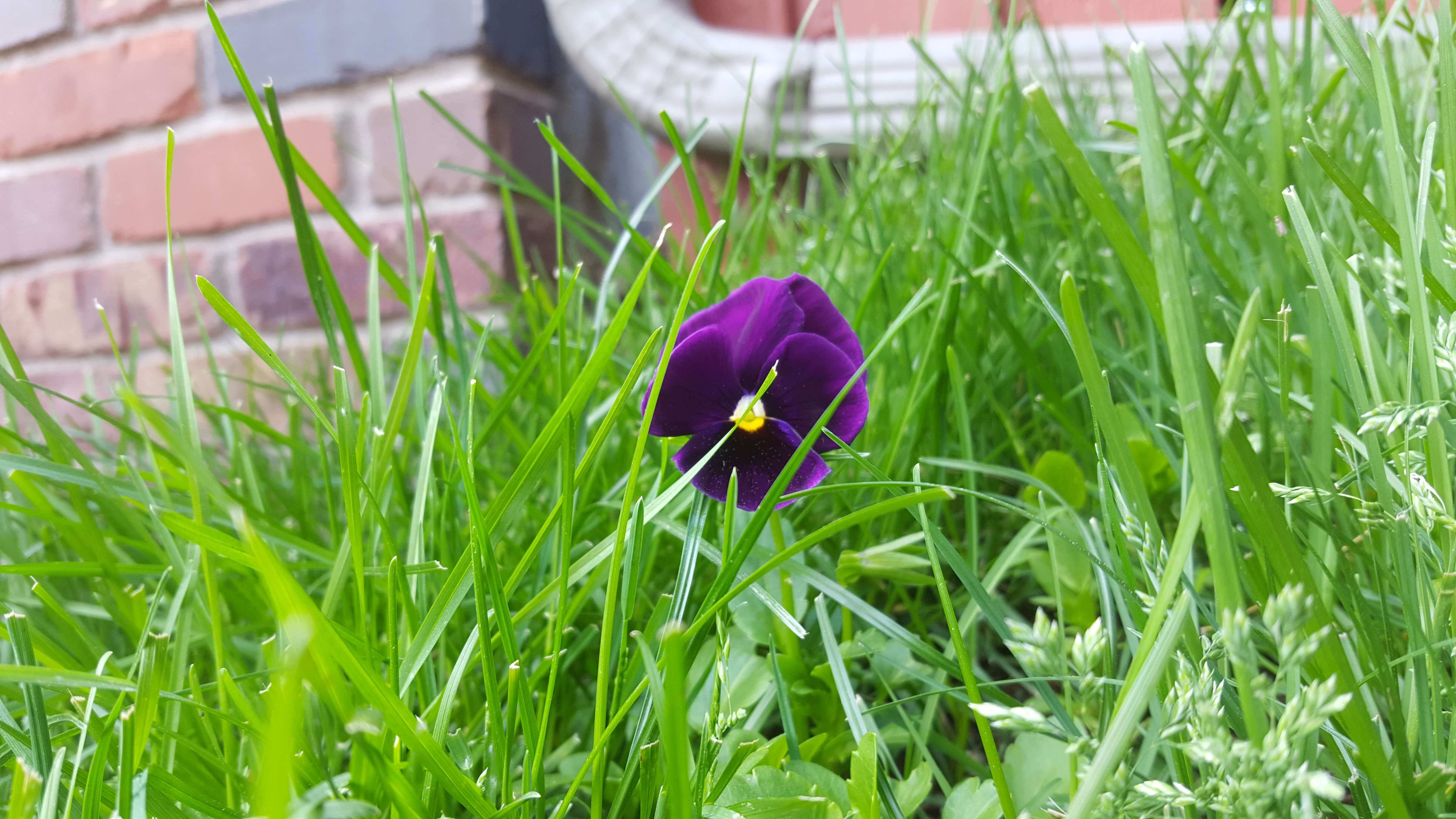 Pansy dwarfed by grass