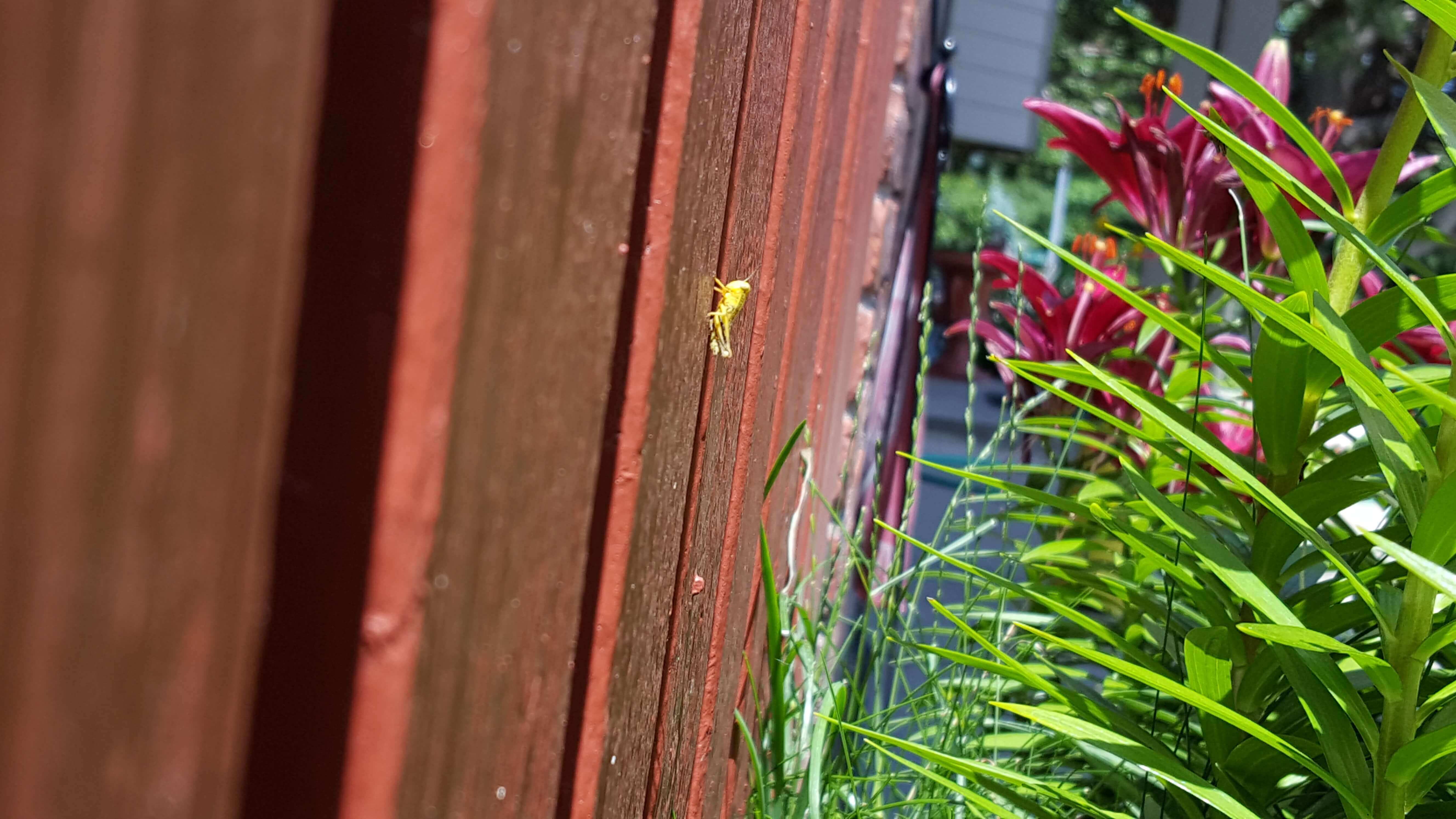 Oh so tiny grasshopper