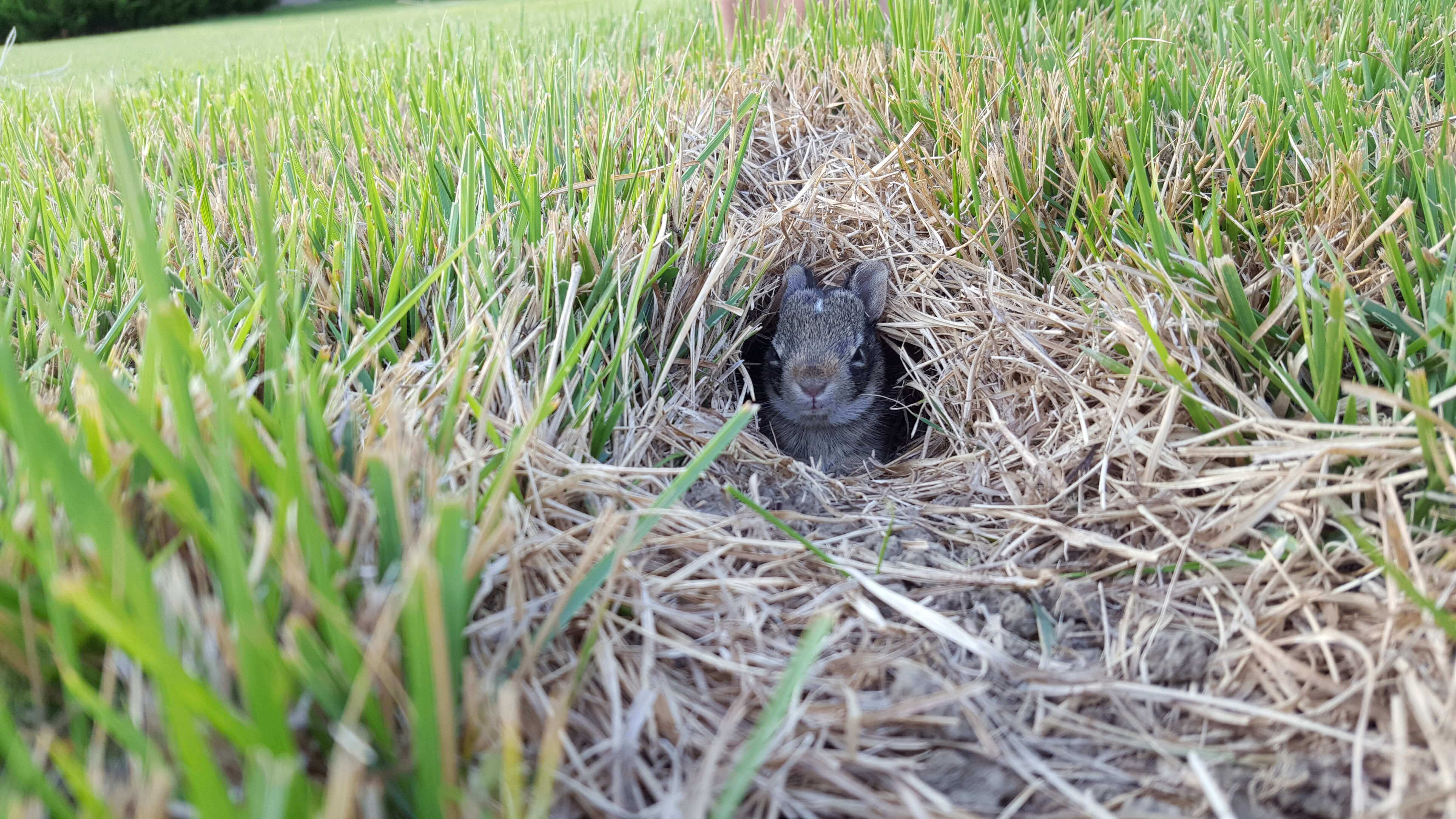 Baby bunny!