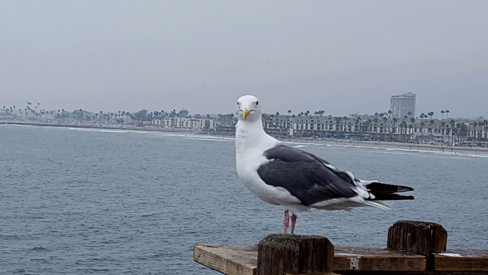 Seagull on Oceanside Pier