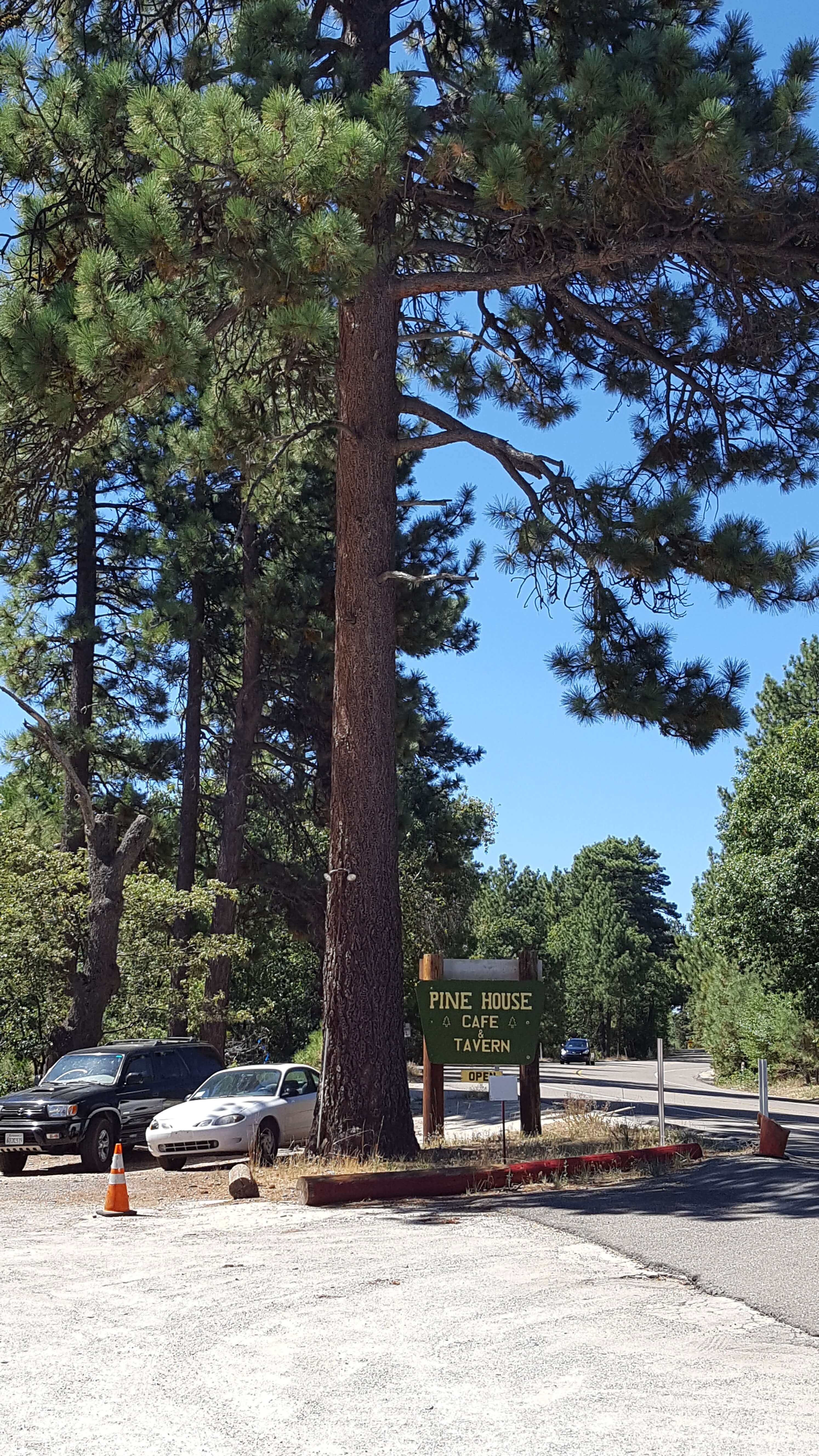 Tall pine trees near Mt. Laguna, CA