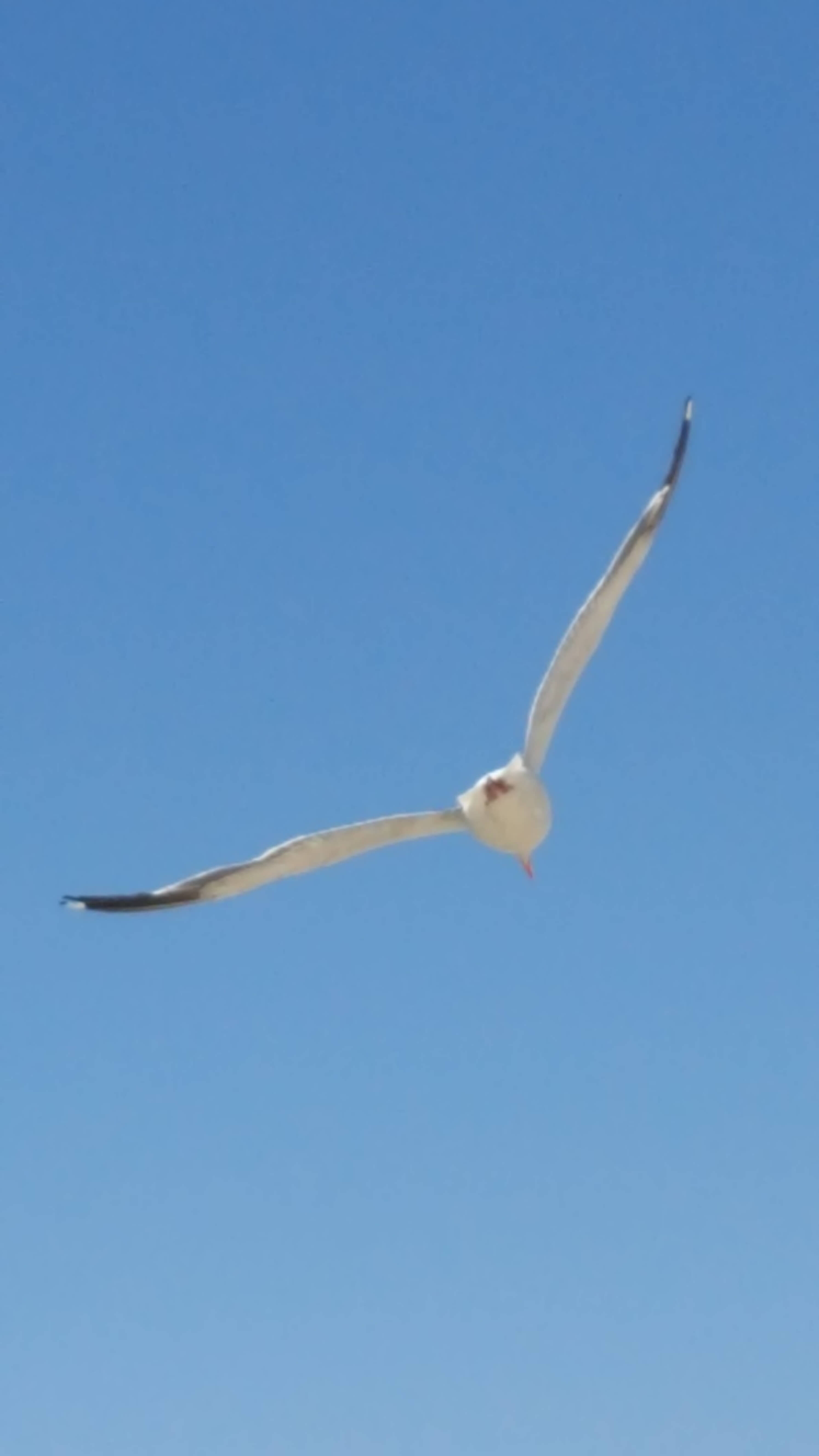 Soaring seagull in San Diego harbor