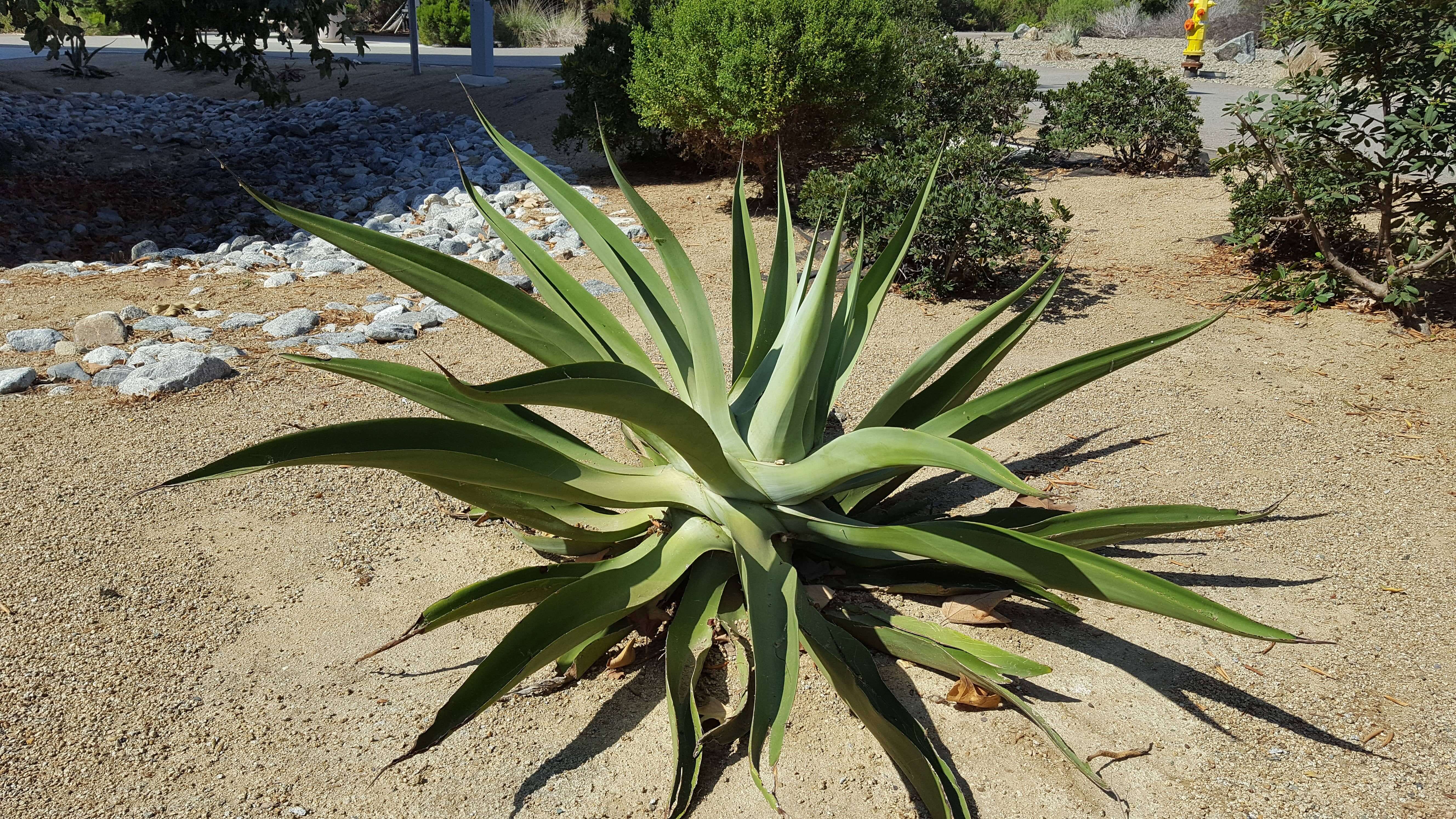 Striking green plant at Pacific Views Lodge