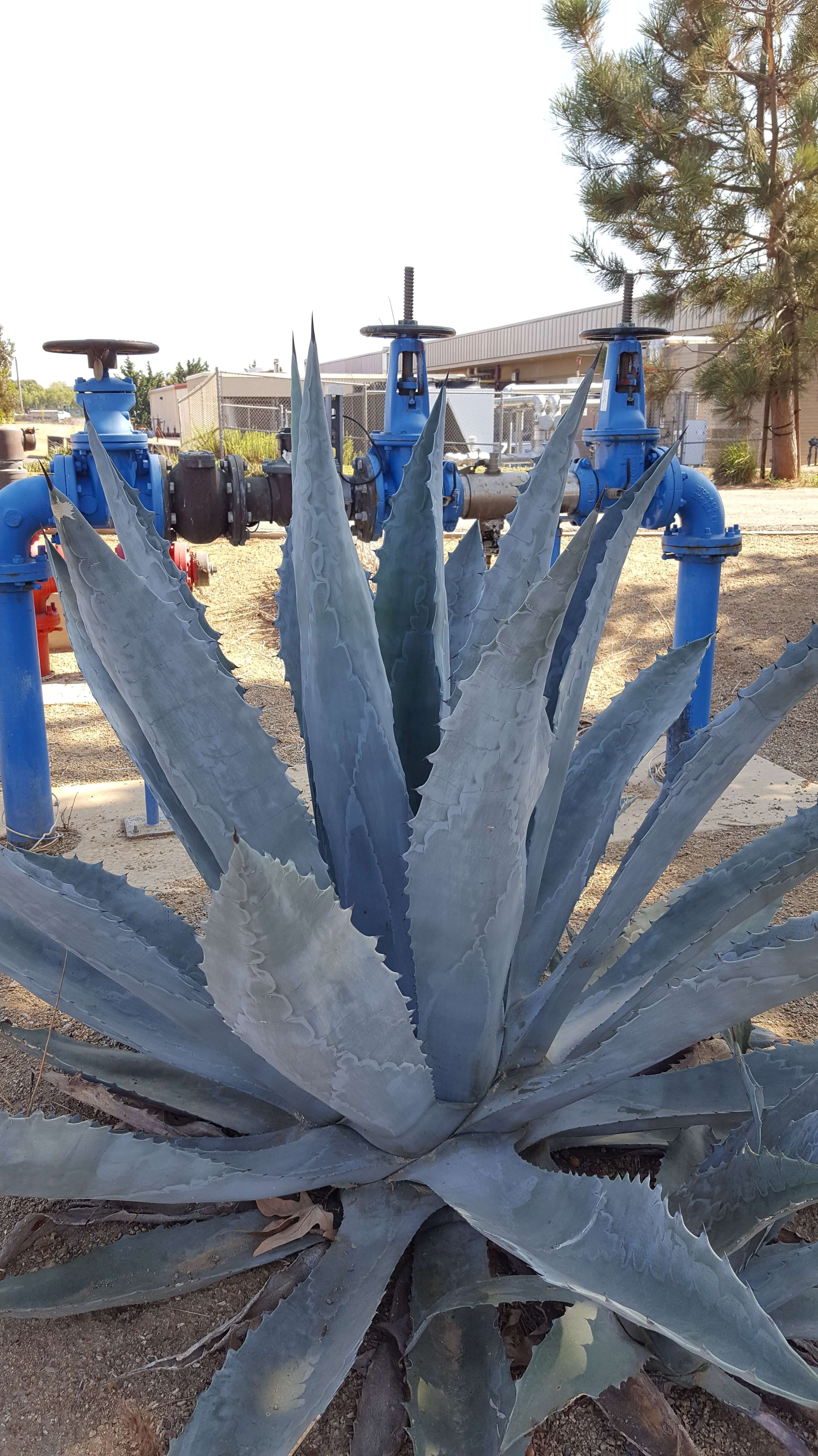 Blue aloe vera plant