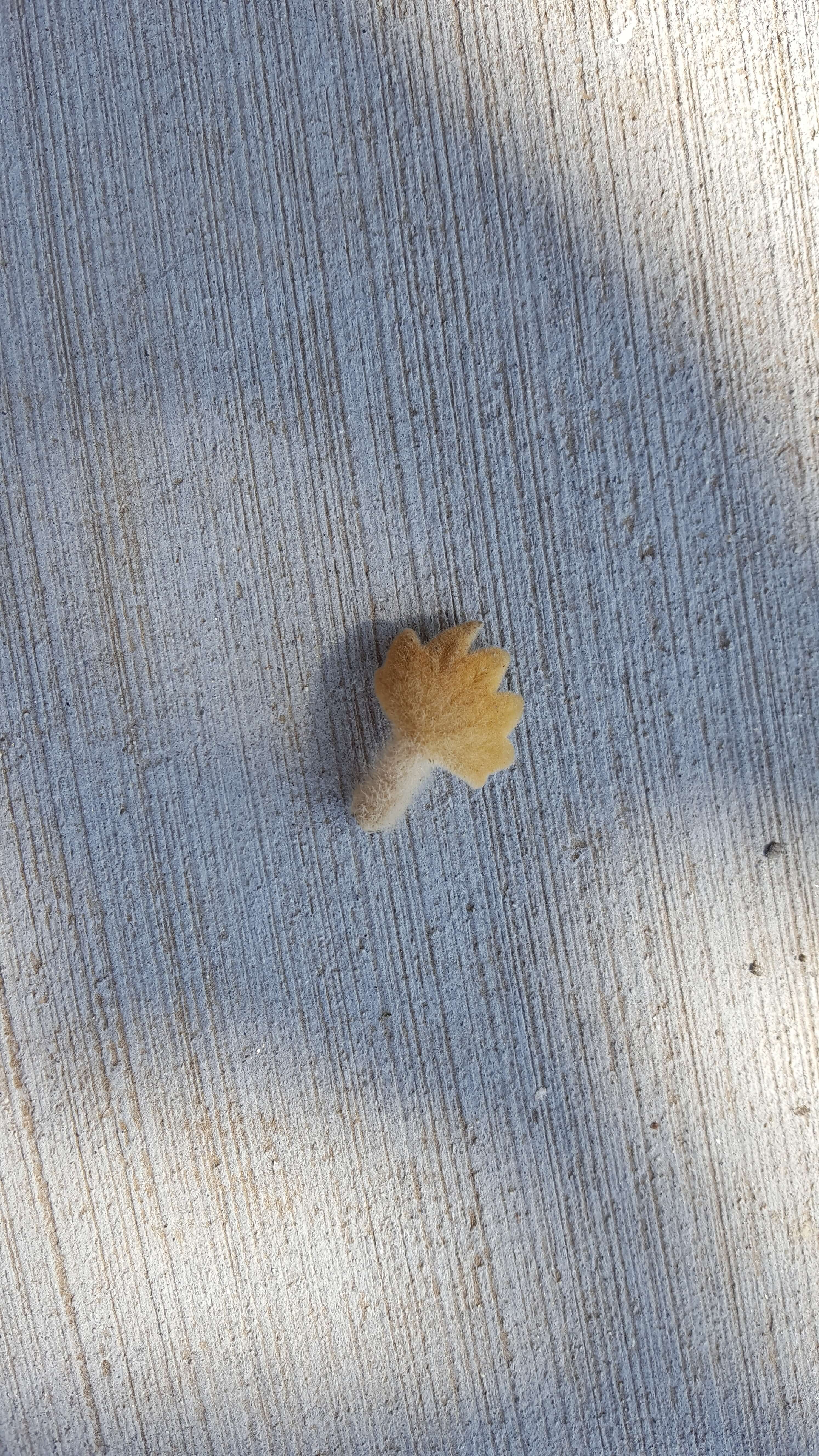 Small fuzzy baby leaf