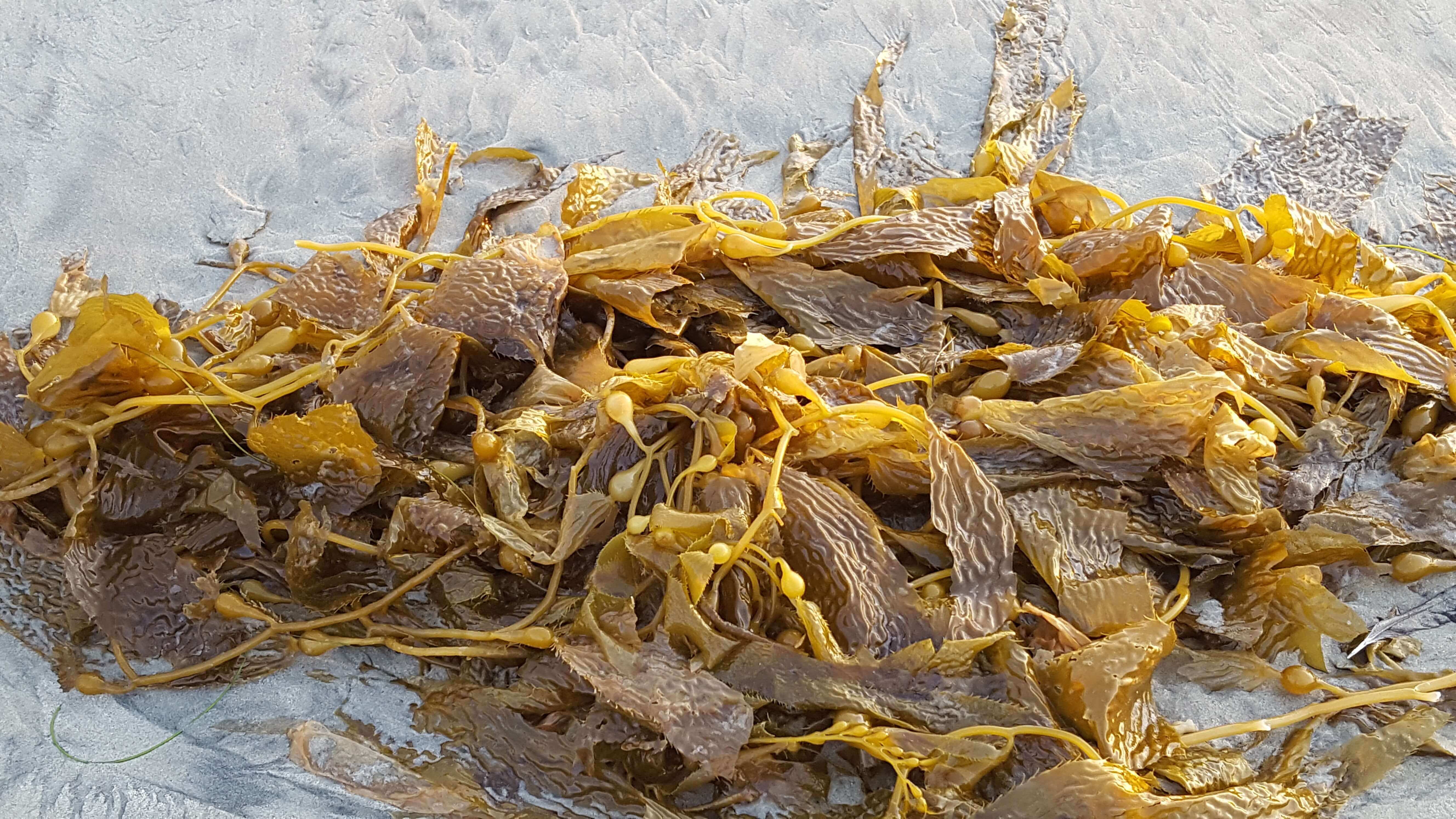 Kelp (seaweed)