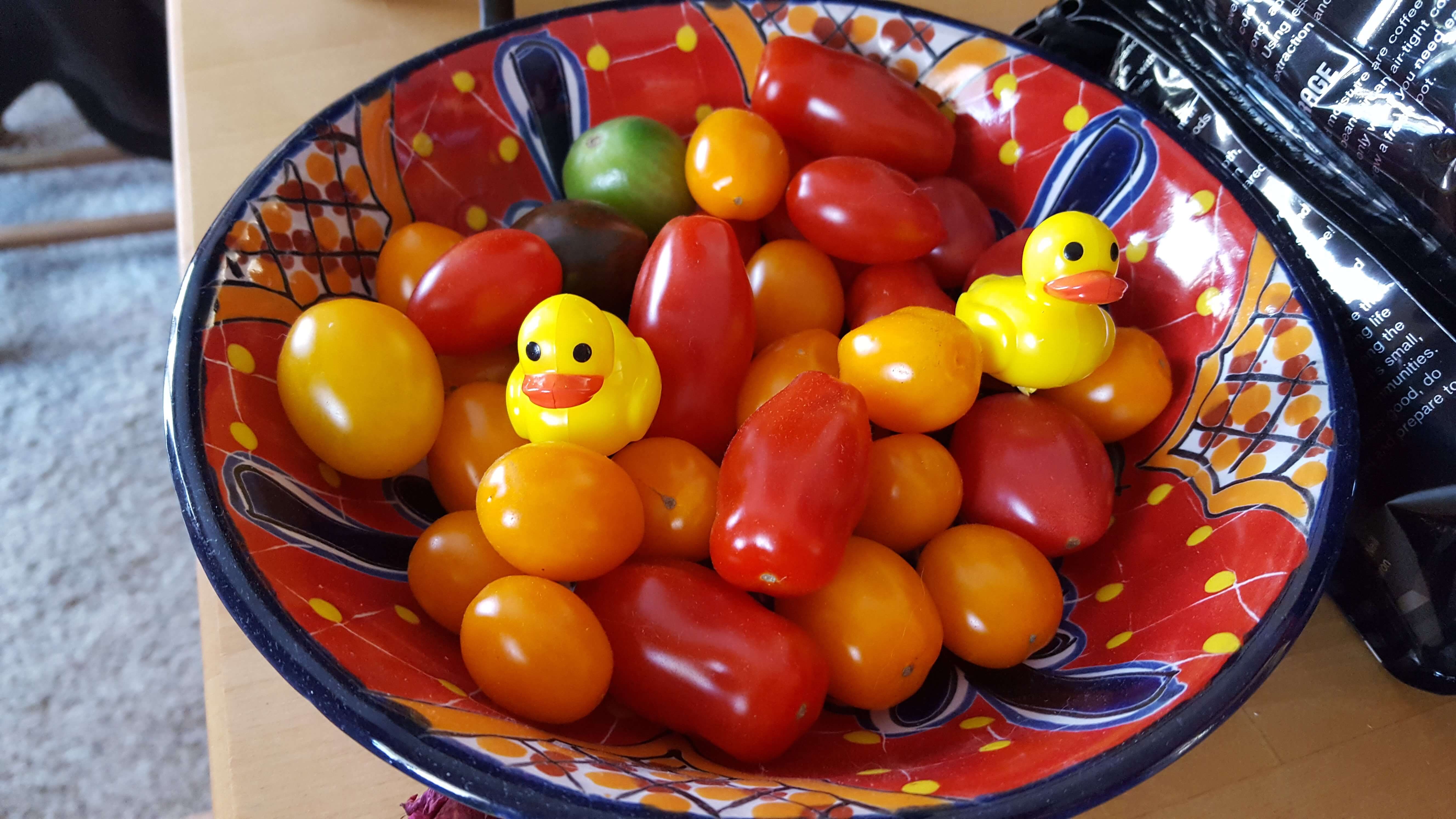 Small colorful tomatoes