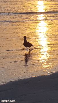 Even the seagulls like to walk on the beach at sunset