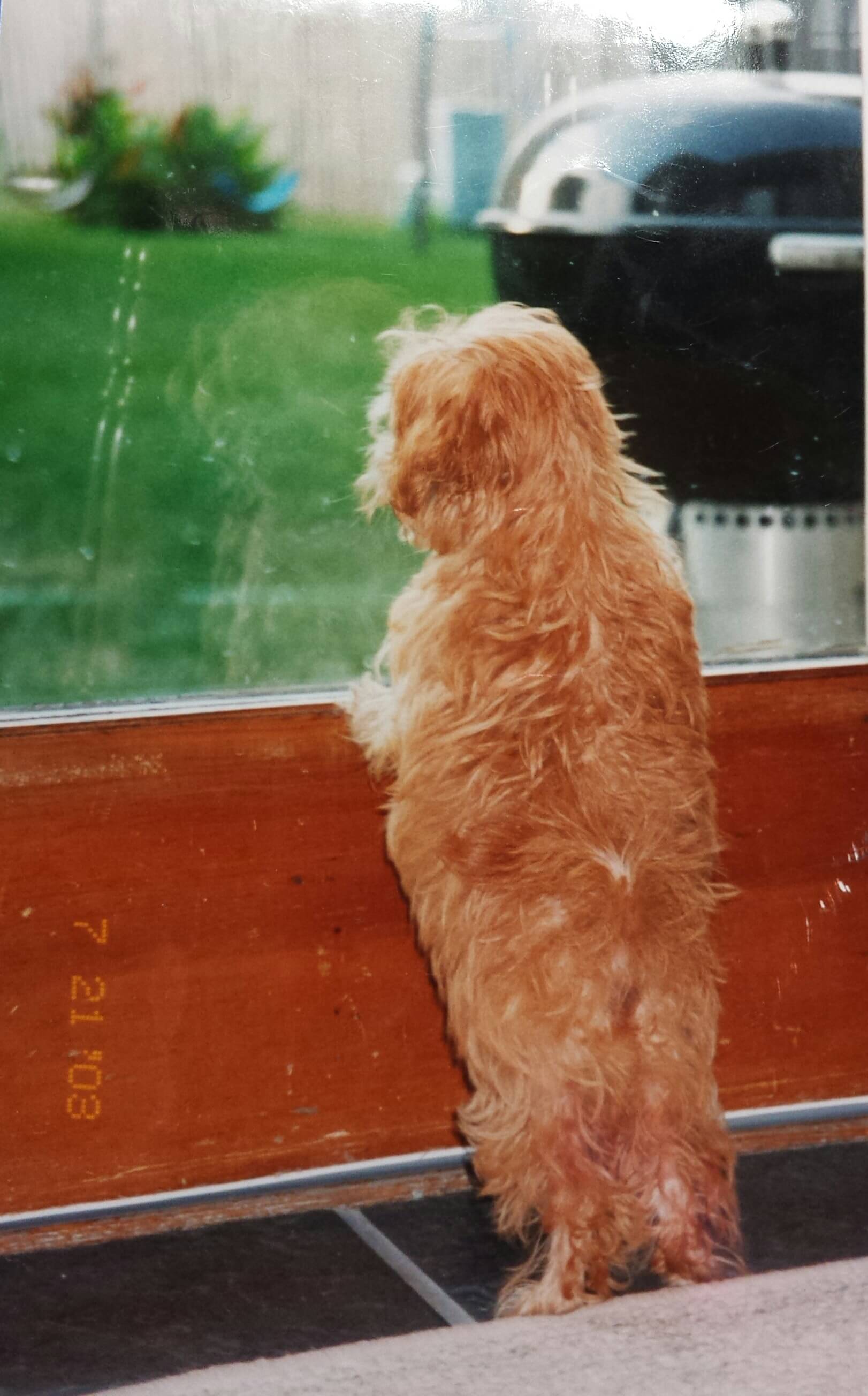 3-month old Maltipoo
