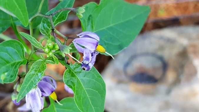 Rock and purple flower