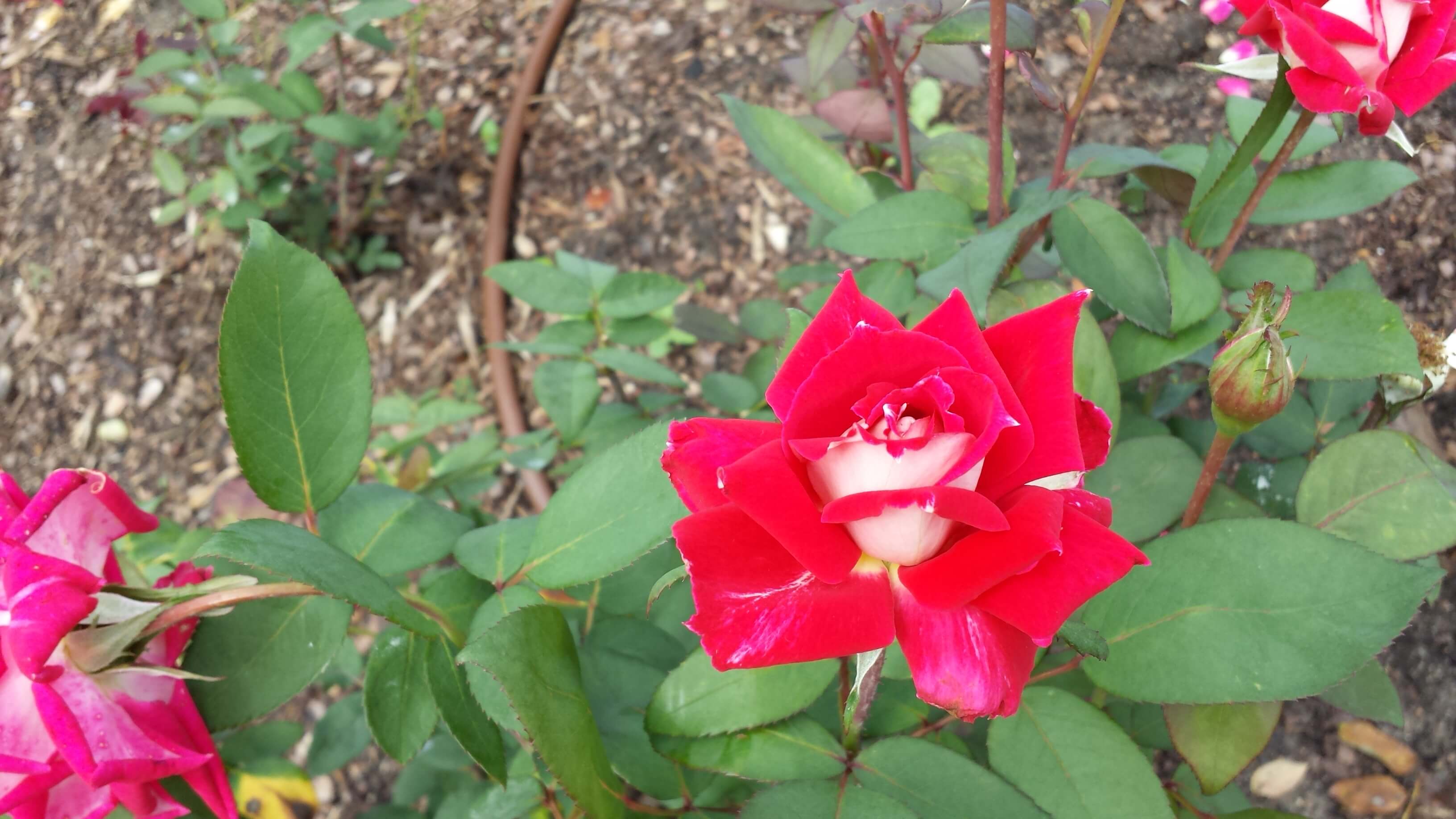 Striking red-with-white-middle rose