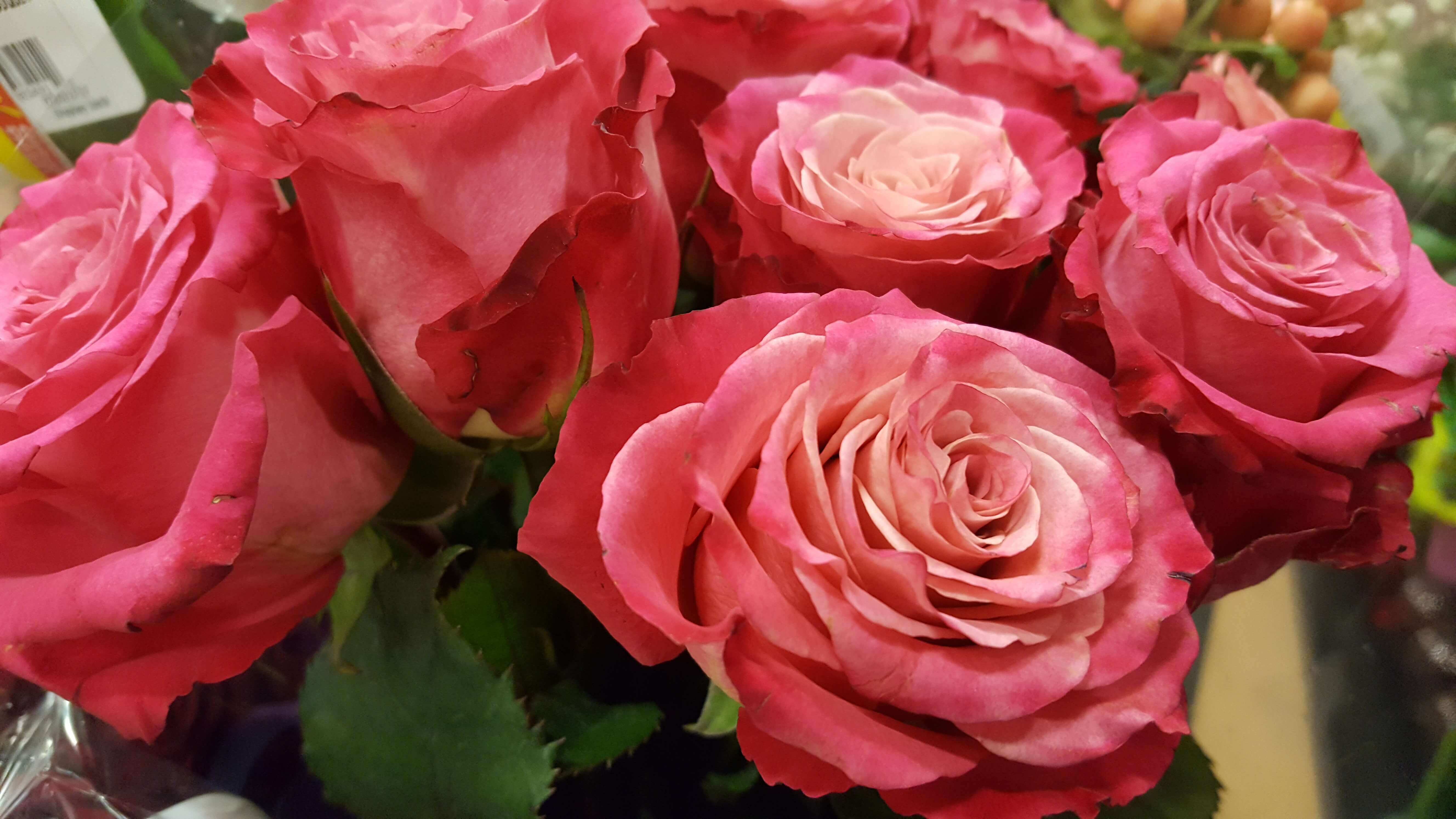 Fabulous soft red roses for your valentine