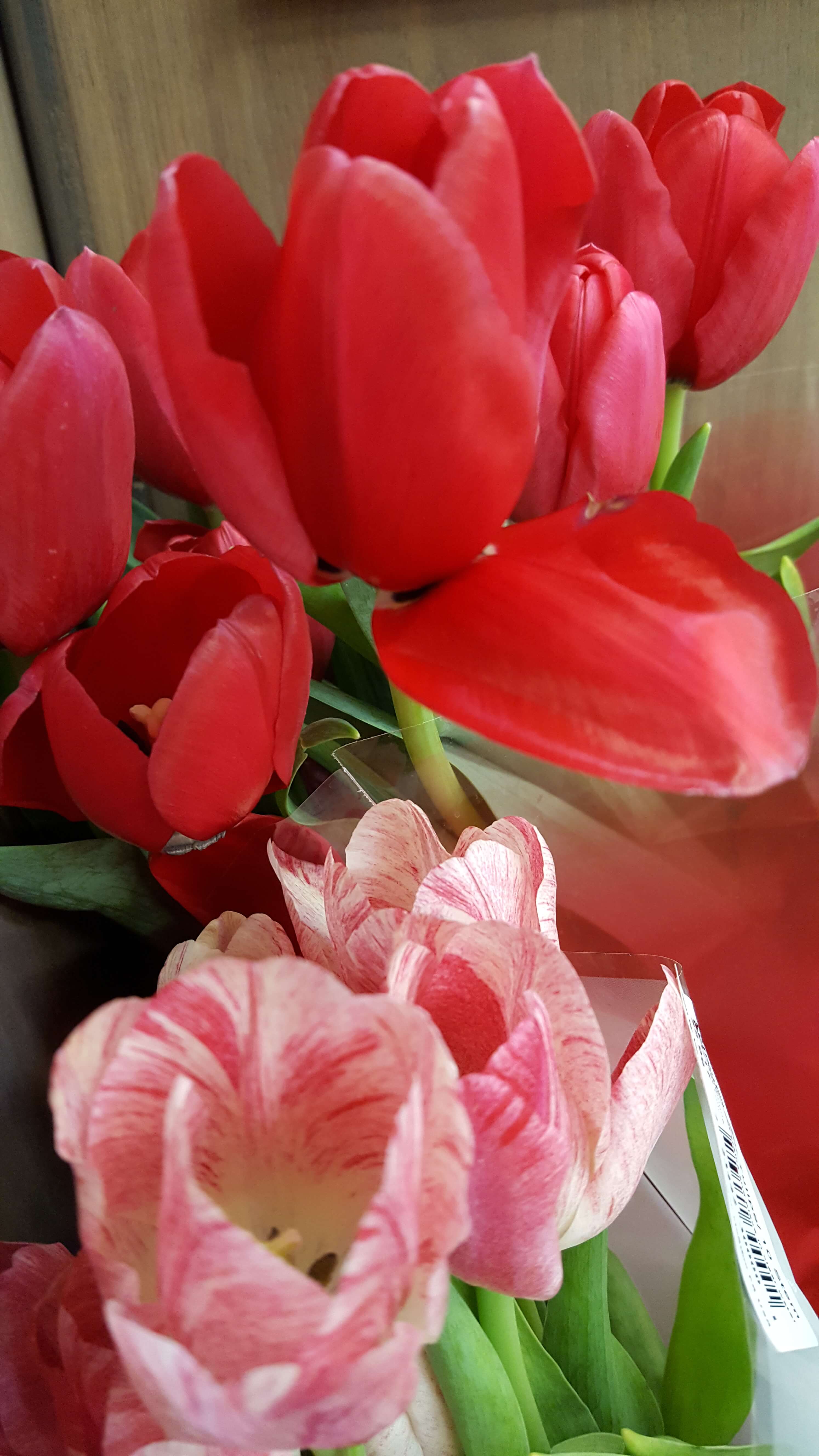 Red and red variegated tulips