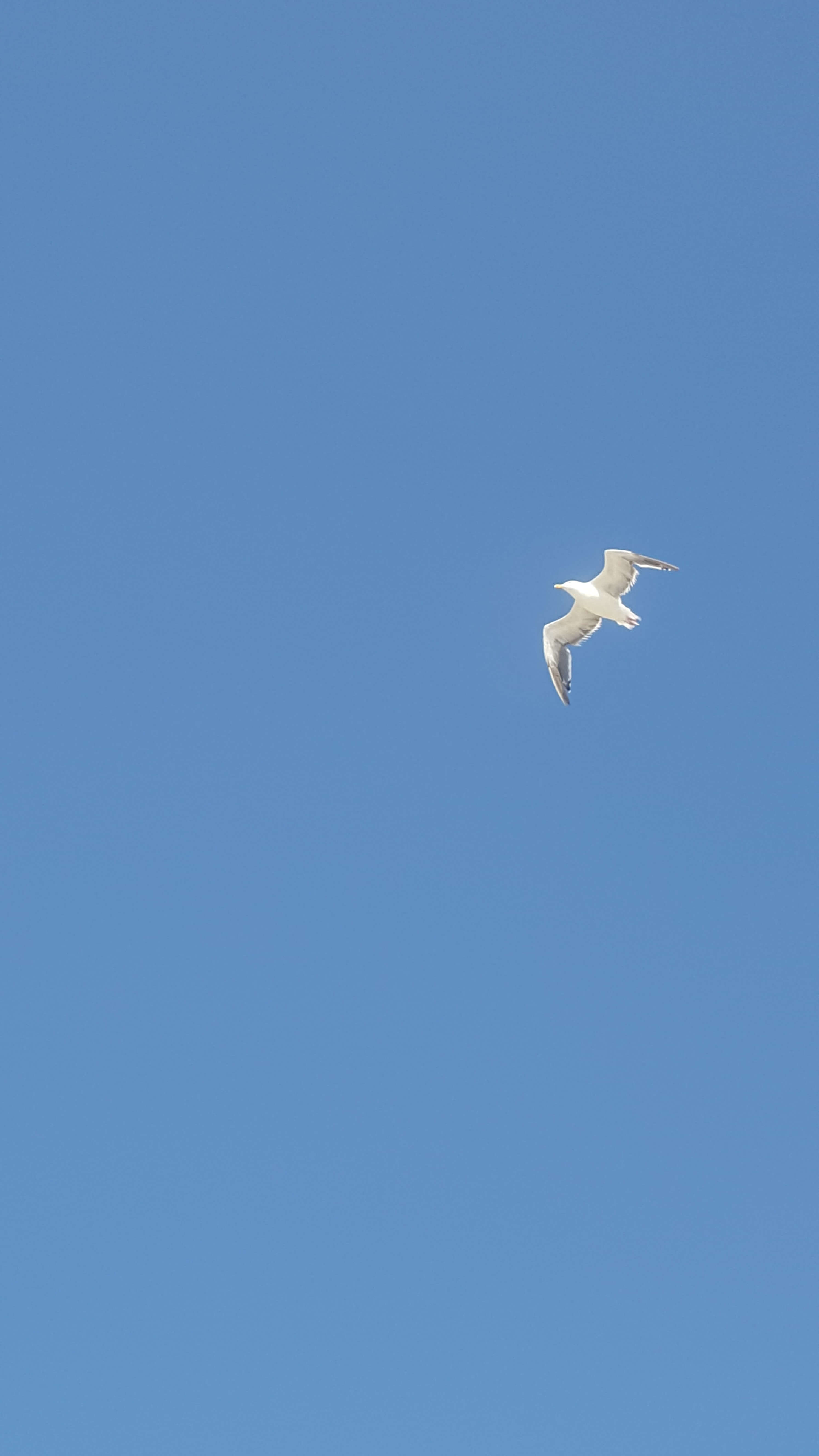 White seagull against a blue sky