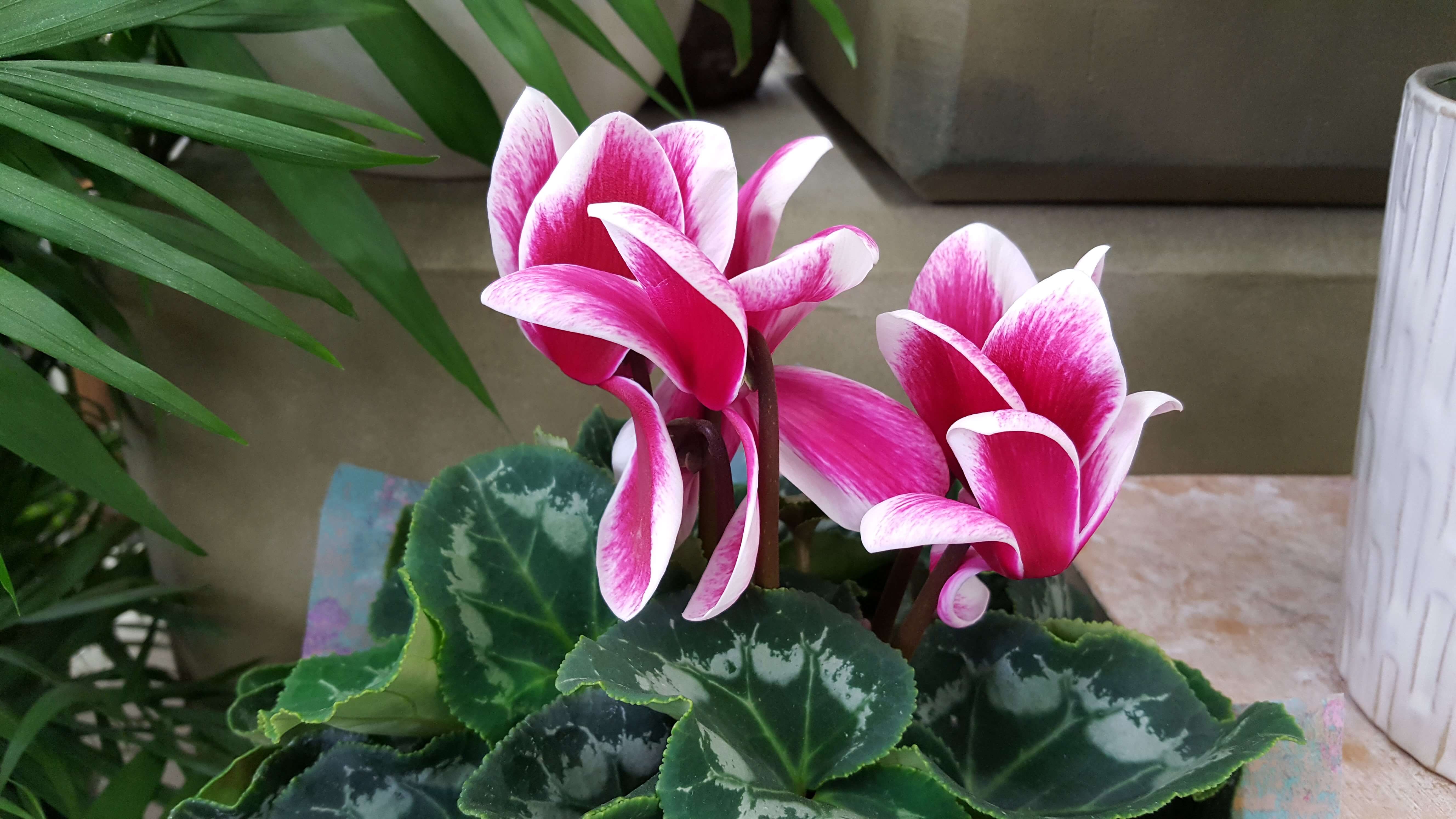 Cyclamen