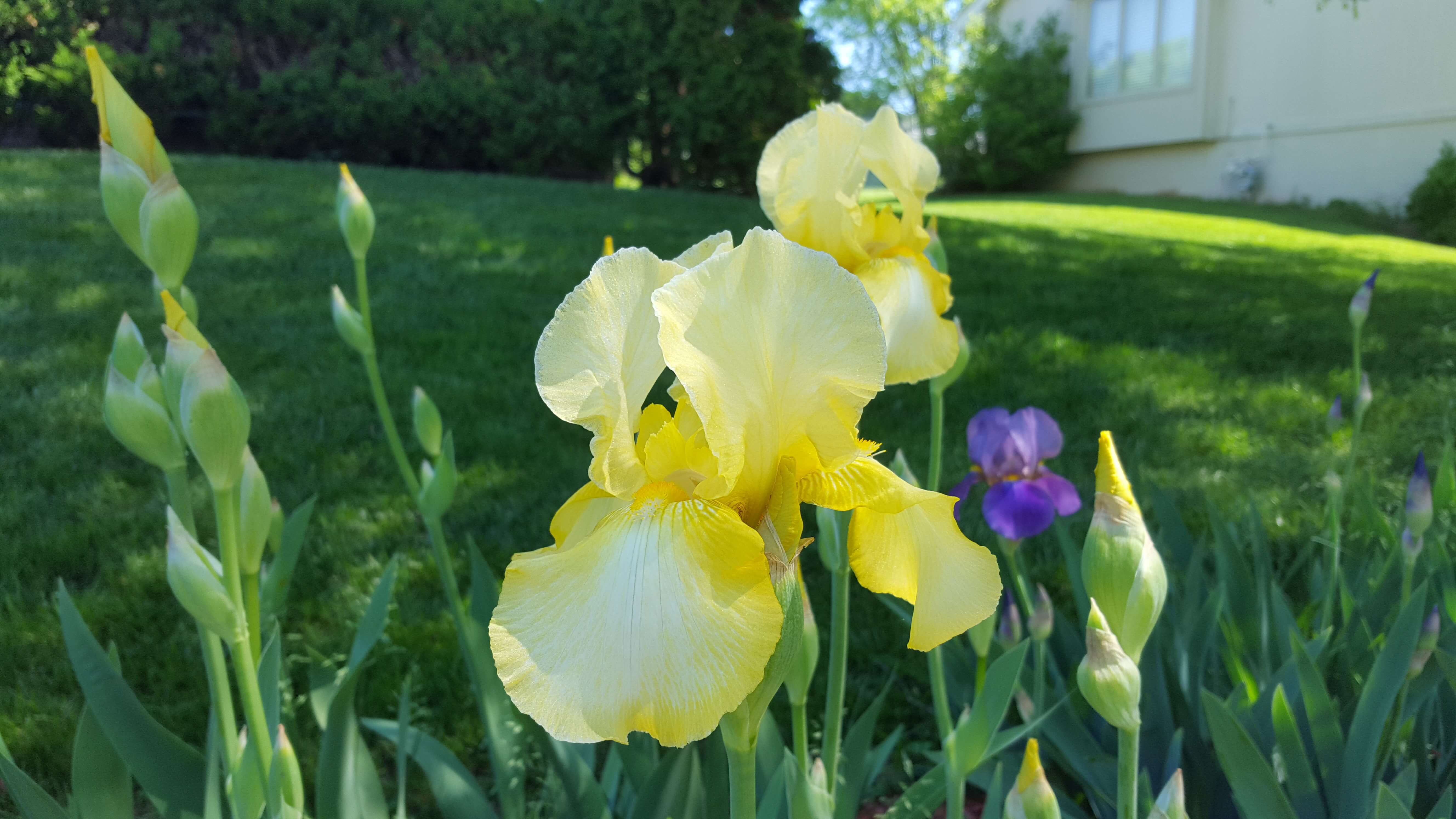 Yellow Iris