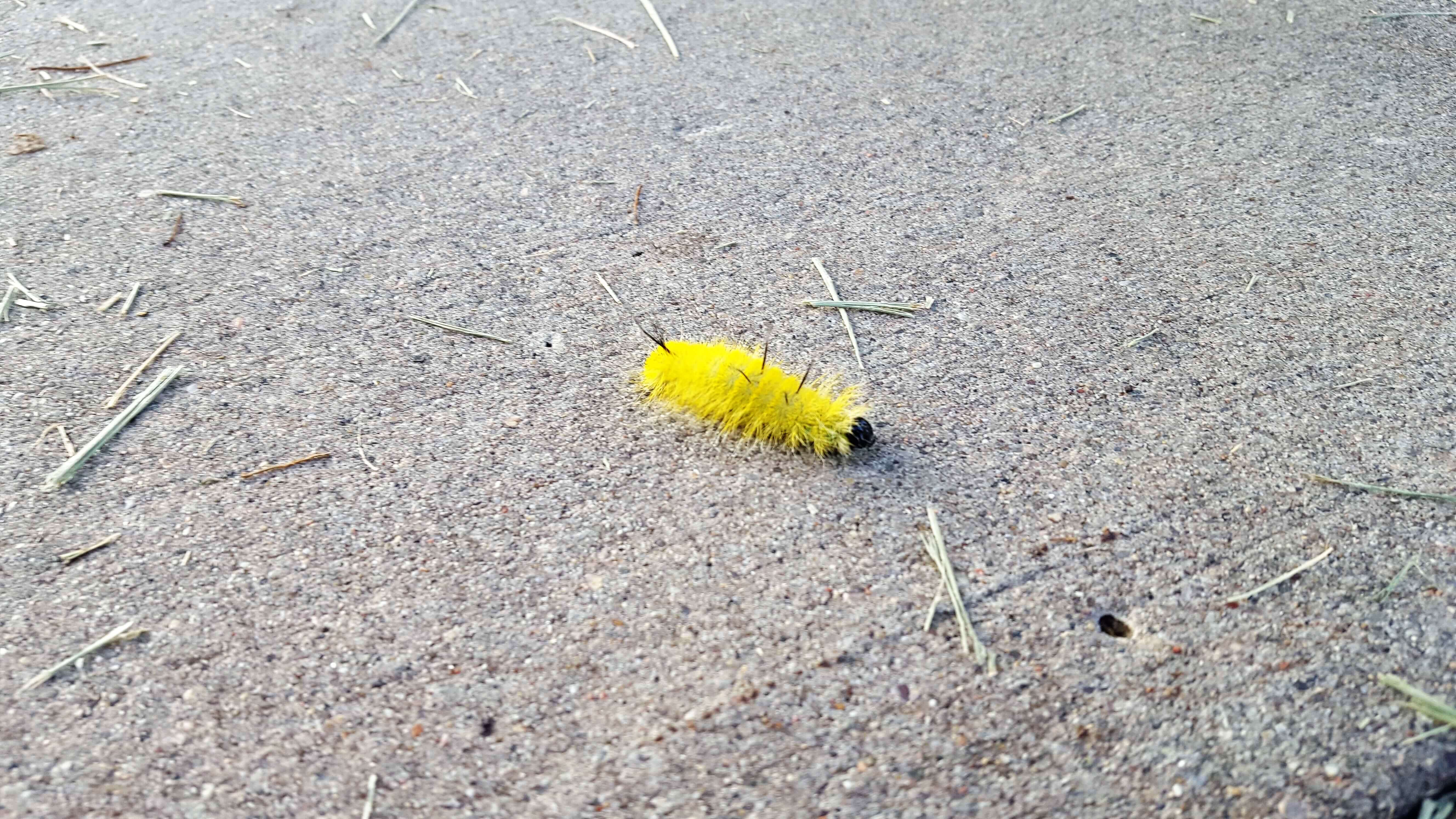 Yellow caterpillar