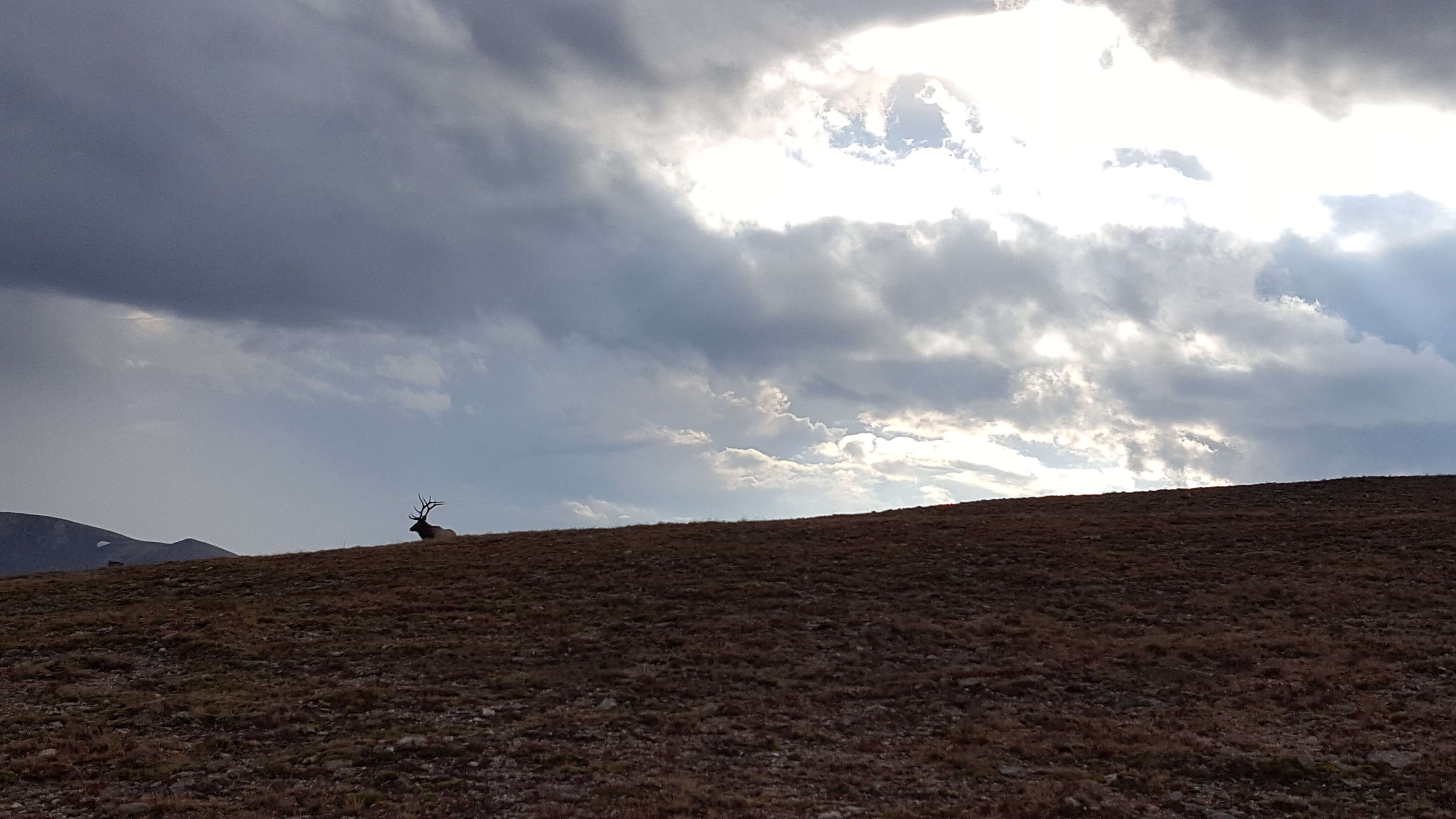 A loan male elk in the Rocky Mtn Nat'l Park
