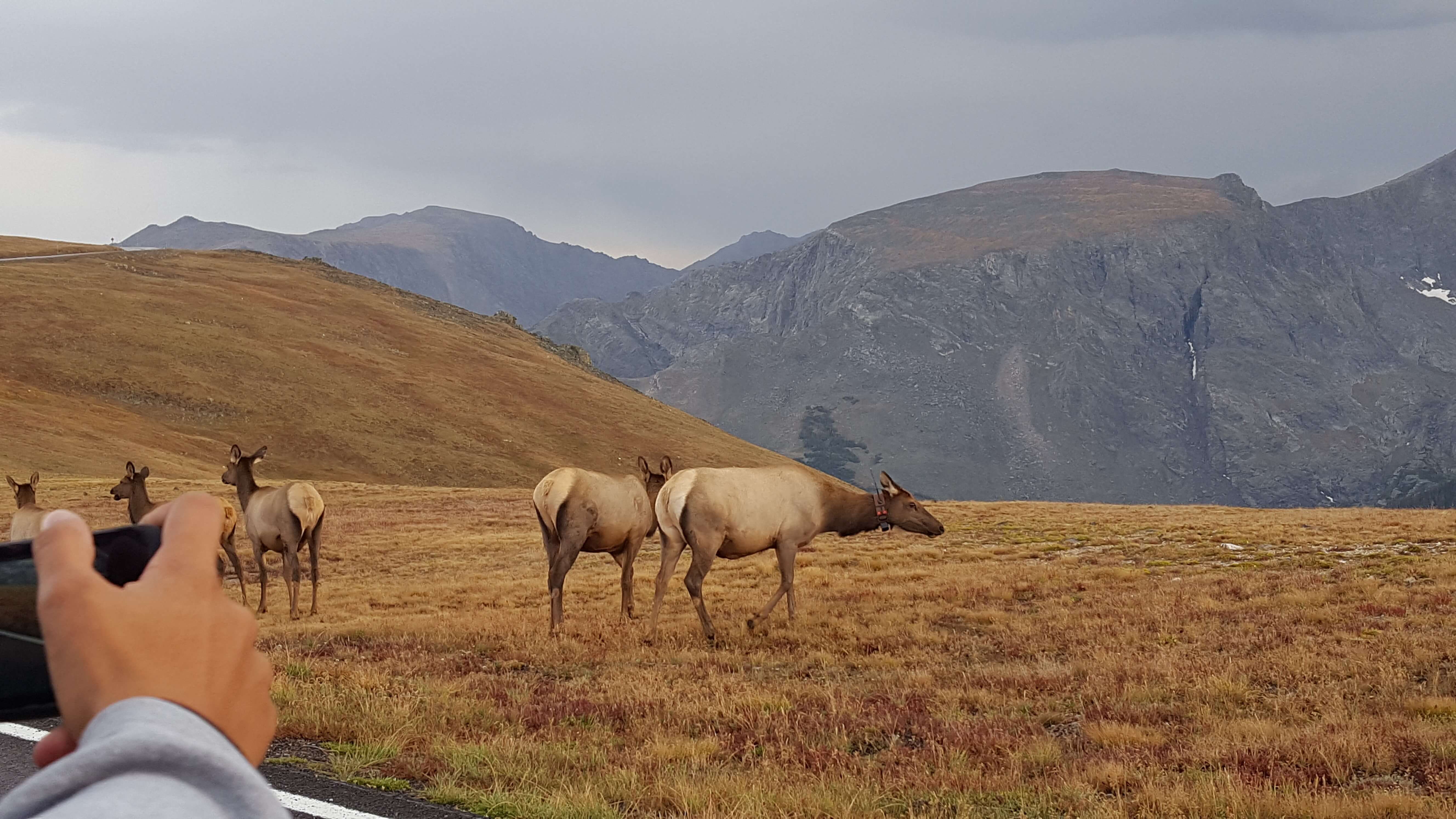 Elk in Rocky Mountain Nat'l Park