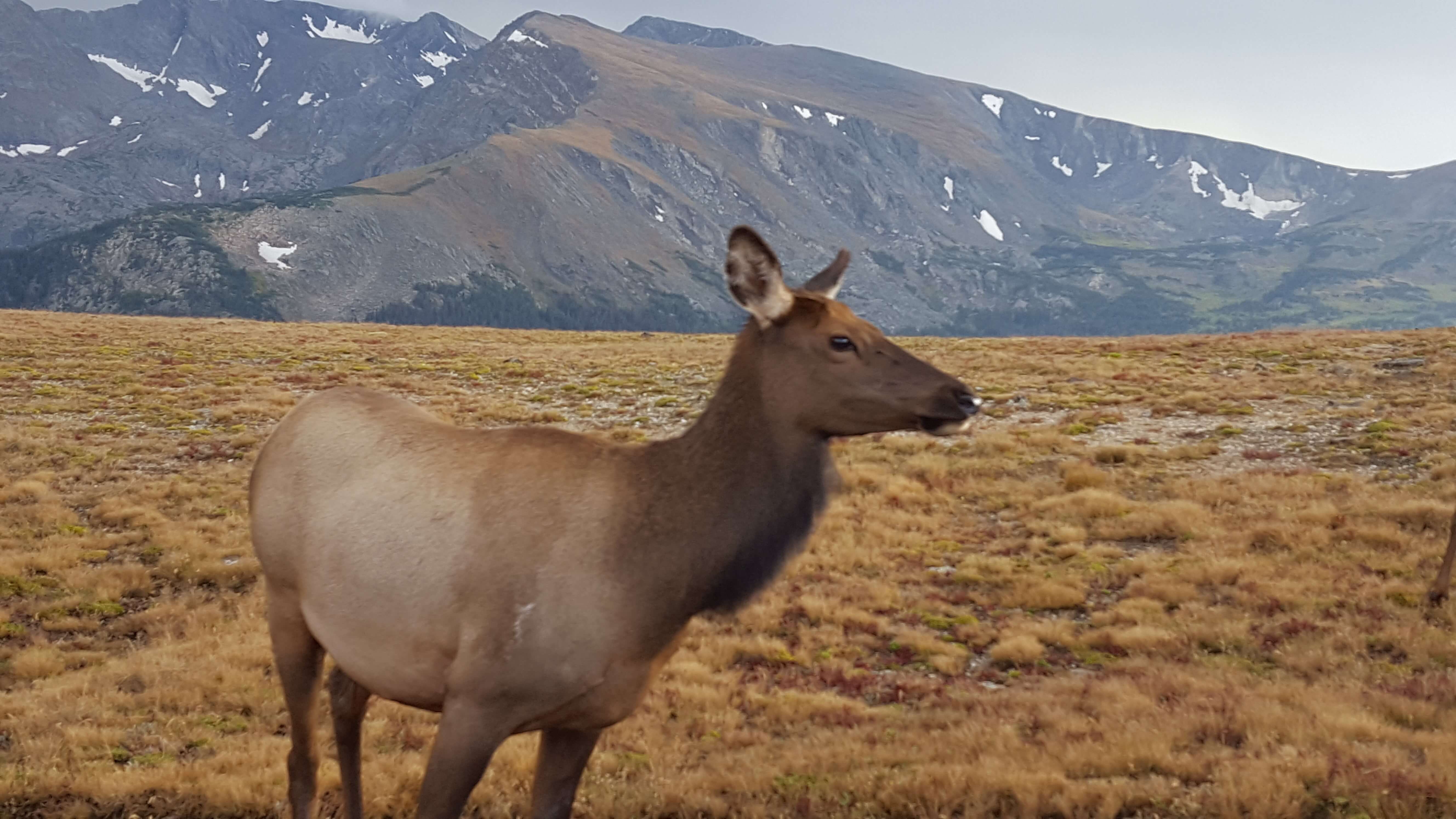 Elk on Trail Ridge Road in RMNP